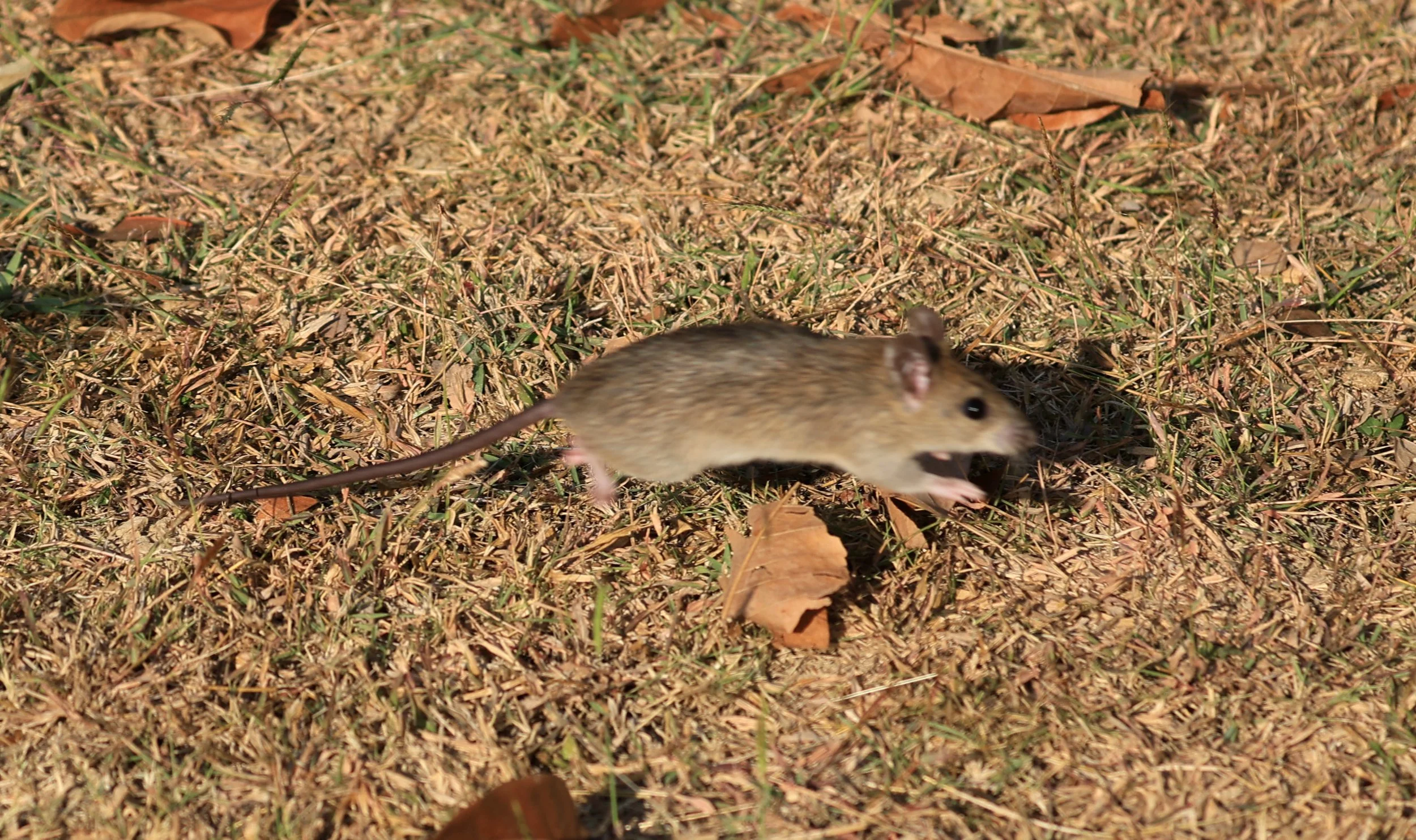 Little Indochinese Field Rat (Rattus sakeratensis) Kaeng Krachan National Park ESS Expedition 2026 (9).jpg