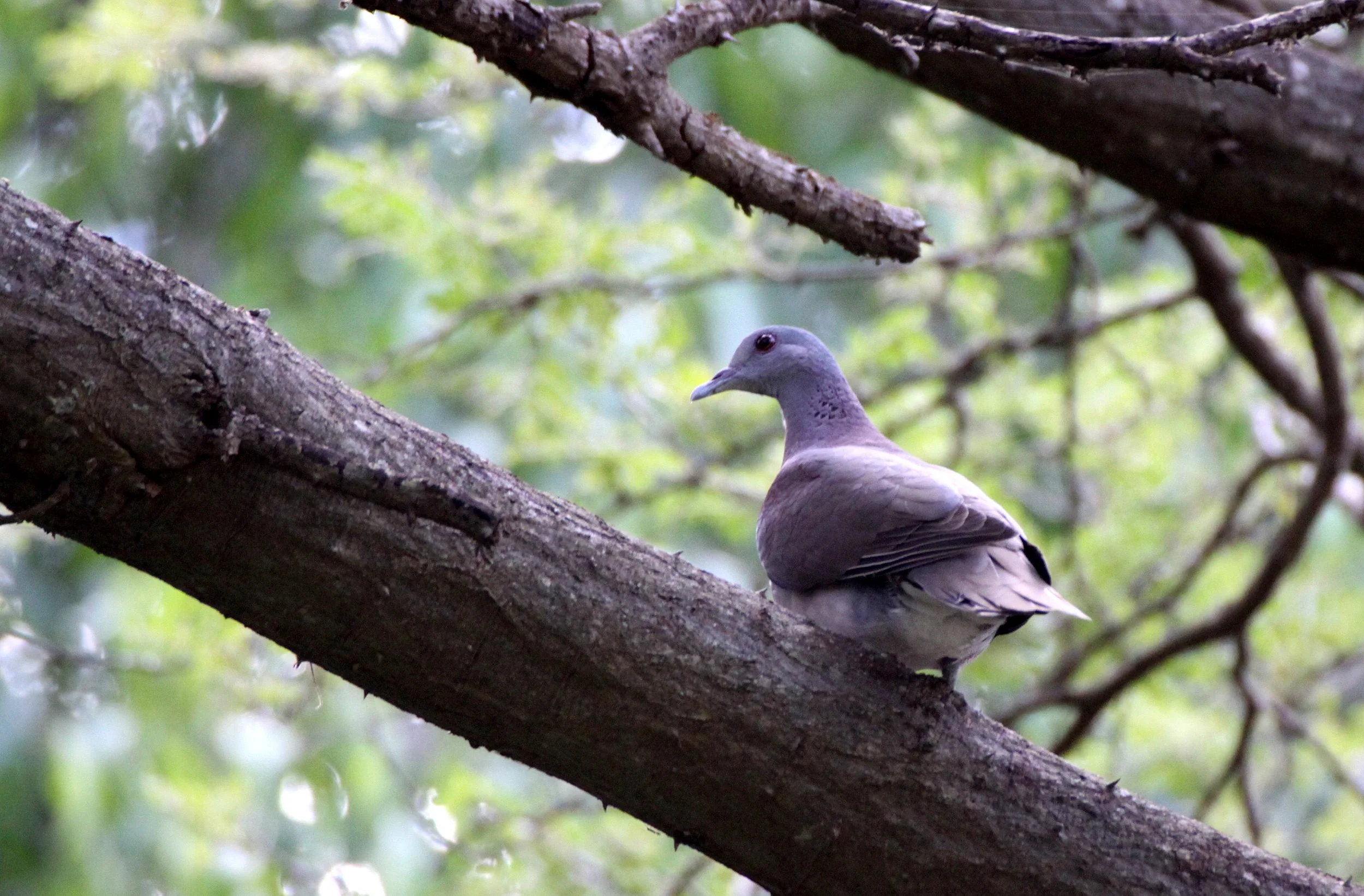 Malagasy Turtle-Dove (Nesoenas picturatus) Berenty Reserve Madagascar (5).JPG