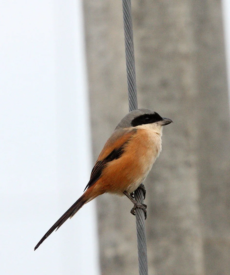 Long-tailed Shrike (Lanius schach) Poyang Lake Jiangxi Province China (11).JPG