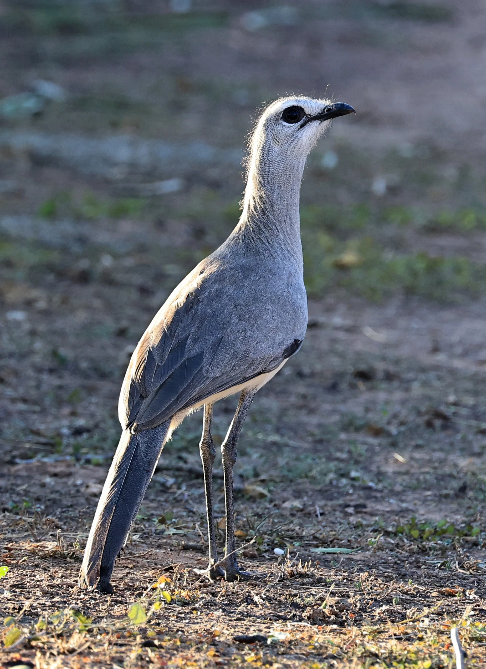 Black-legged Seriema (Chunga burmeisteri) Parque Nacional Teniente Agripino Enciso (9).jpg
