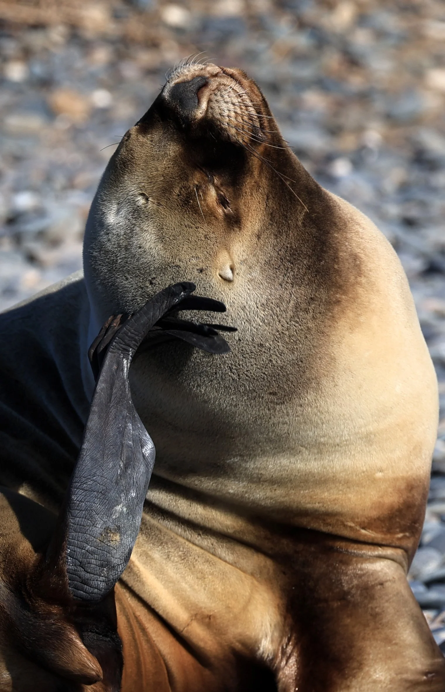 South American Sea Lion (Otaria flavescens) Puerto Rawson Argentina (54).jpg