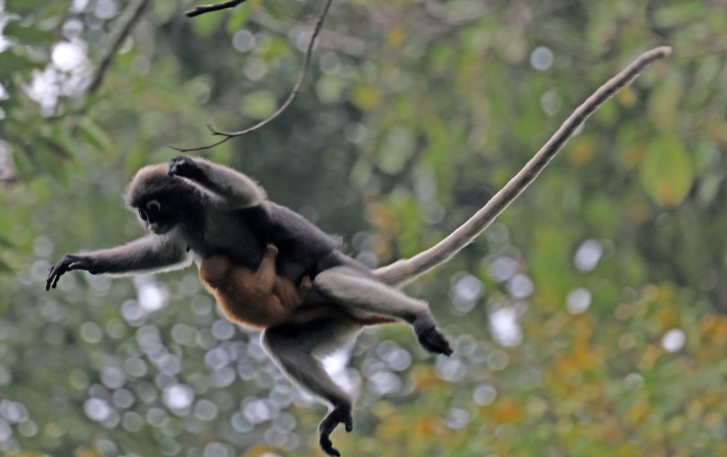 Dusky Langur (Spectacled) Leaf Monkey (Trachypithecus obscurus) Kaeng Krachan National Park ESS Expedition 2026 (13).jpg