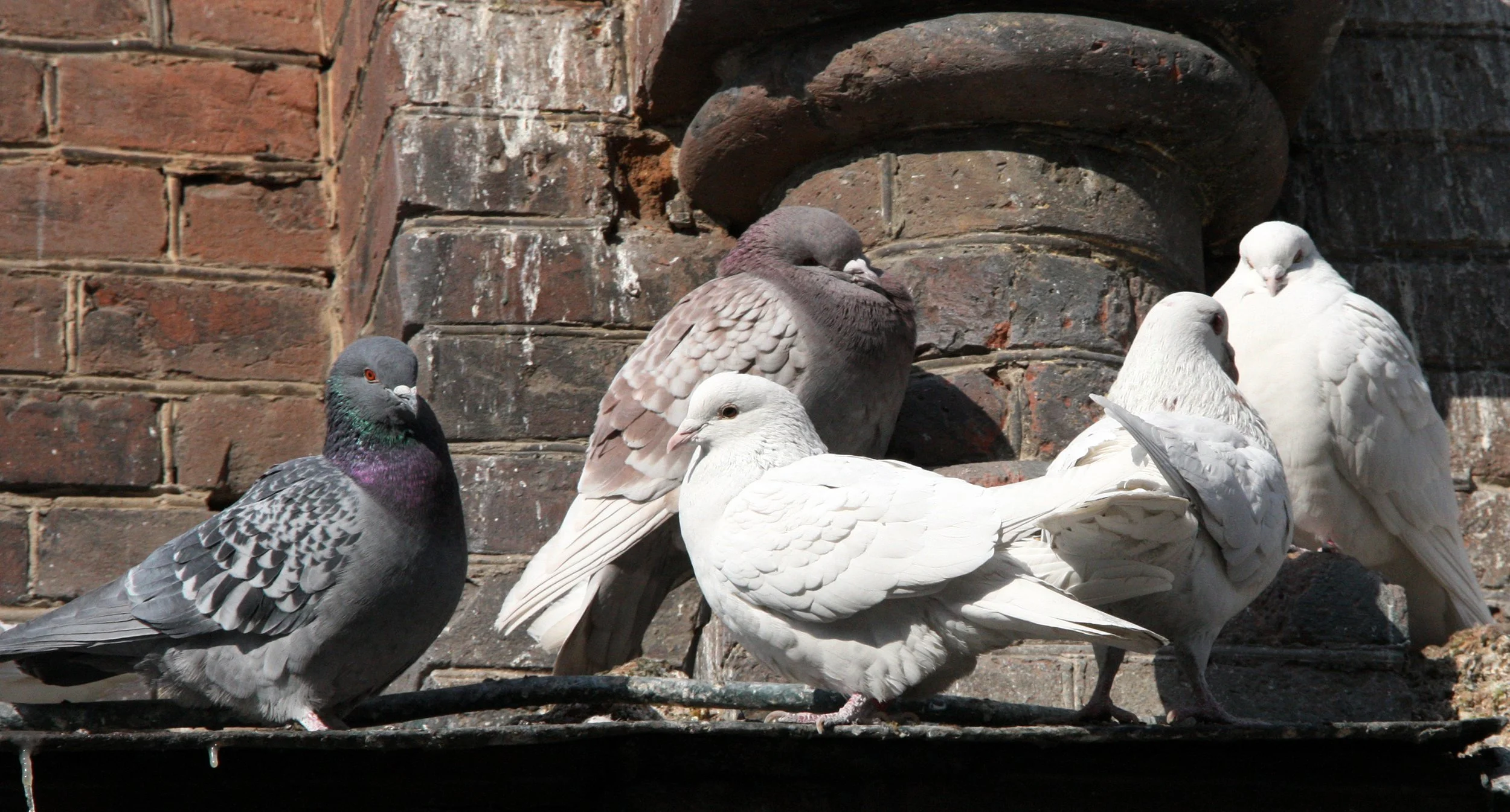 BIRD - PIGEON - HARBIN SAINT SOPHIA'S CATHEDRAL CHINA (1).JPG