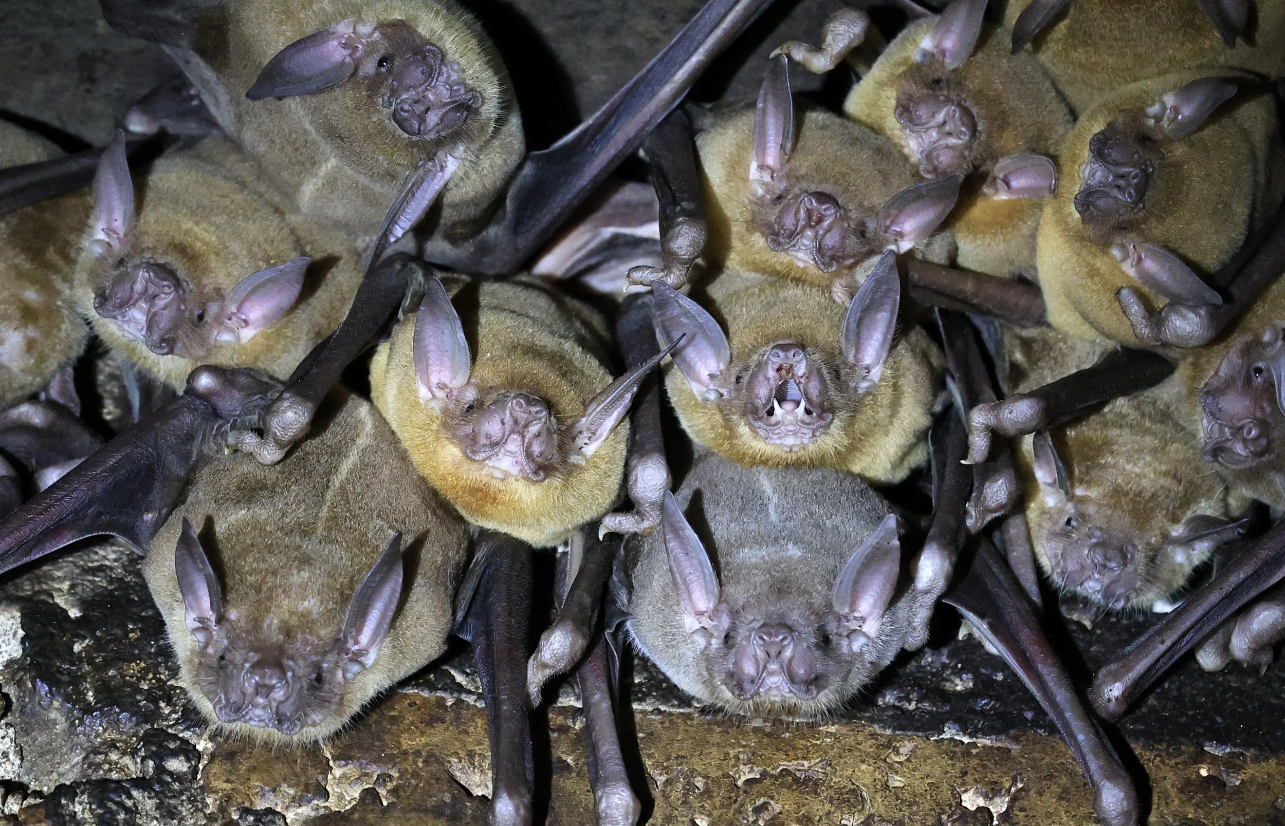 Lesser Bulldog Bat (Noctilio albiventris) abandoned house along Road between Pozo Colorado & Asuncion
