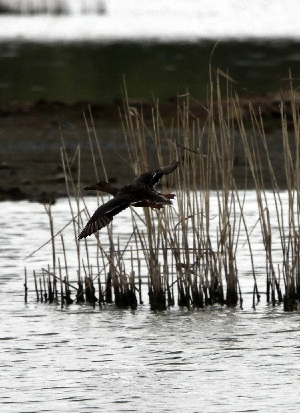 SHOVELER - NORTHERN SHOVELER - Spatula clypeata - MAI PO WETLANDS HONG KONG (19).JPG
