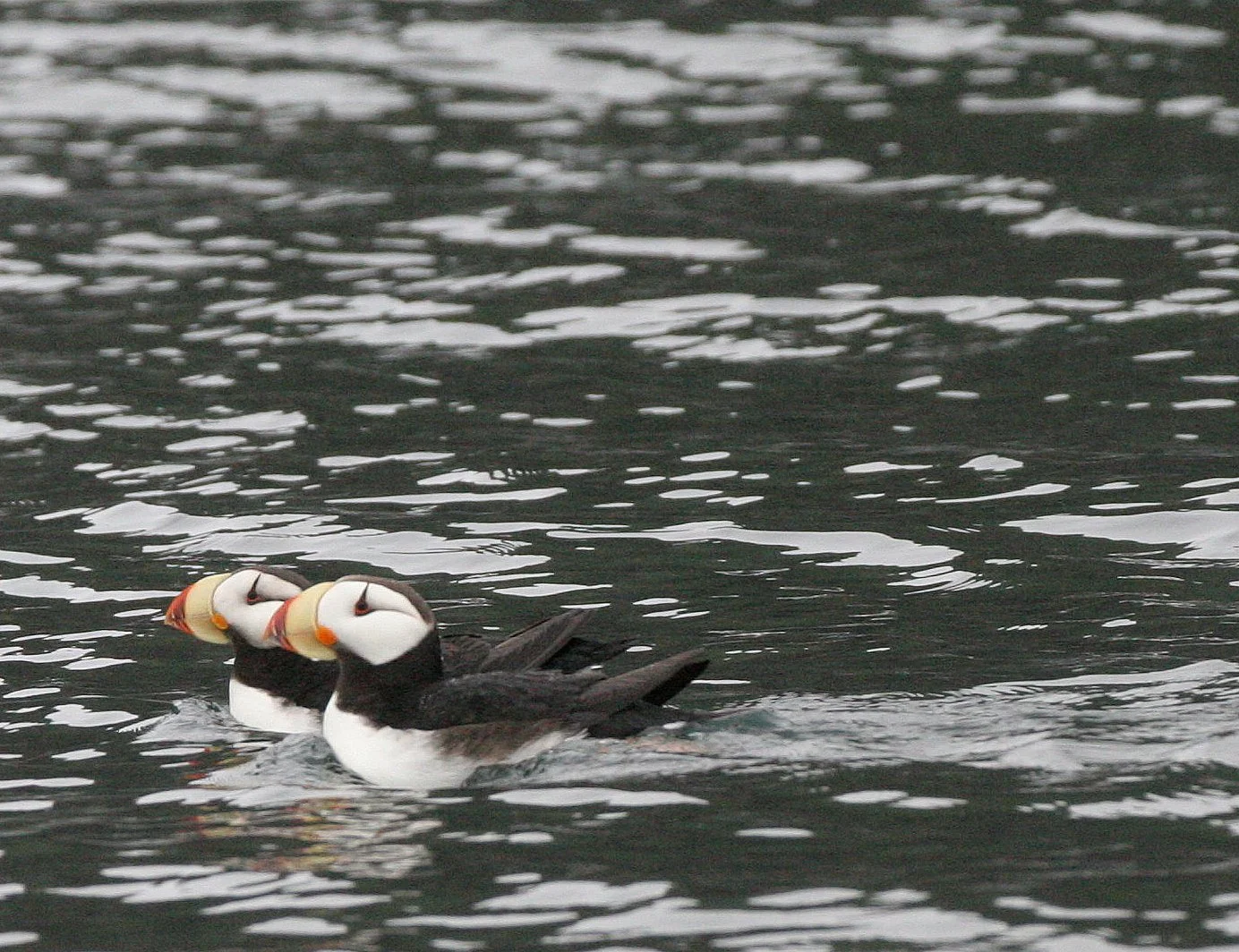 Fratercula corniculata - HORNED PUFFIN - KAMCHATKA COAST (2).jpg