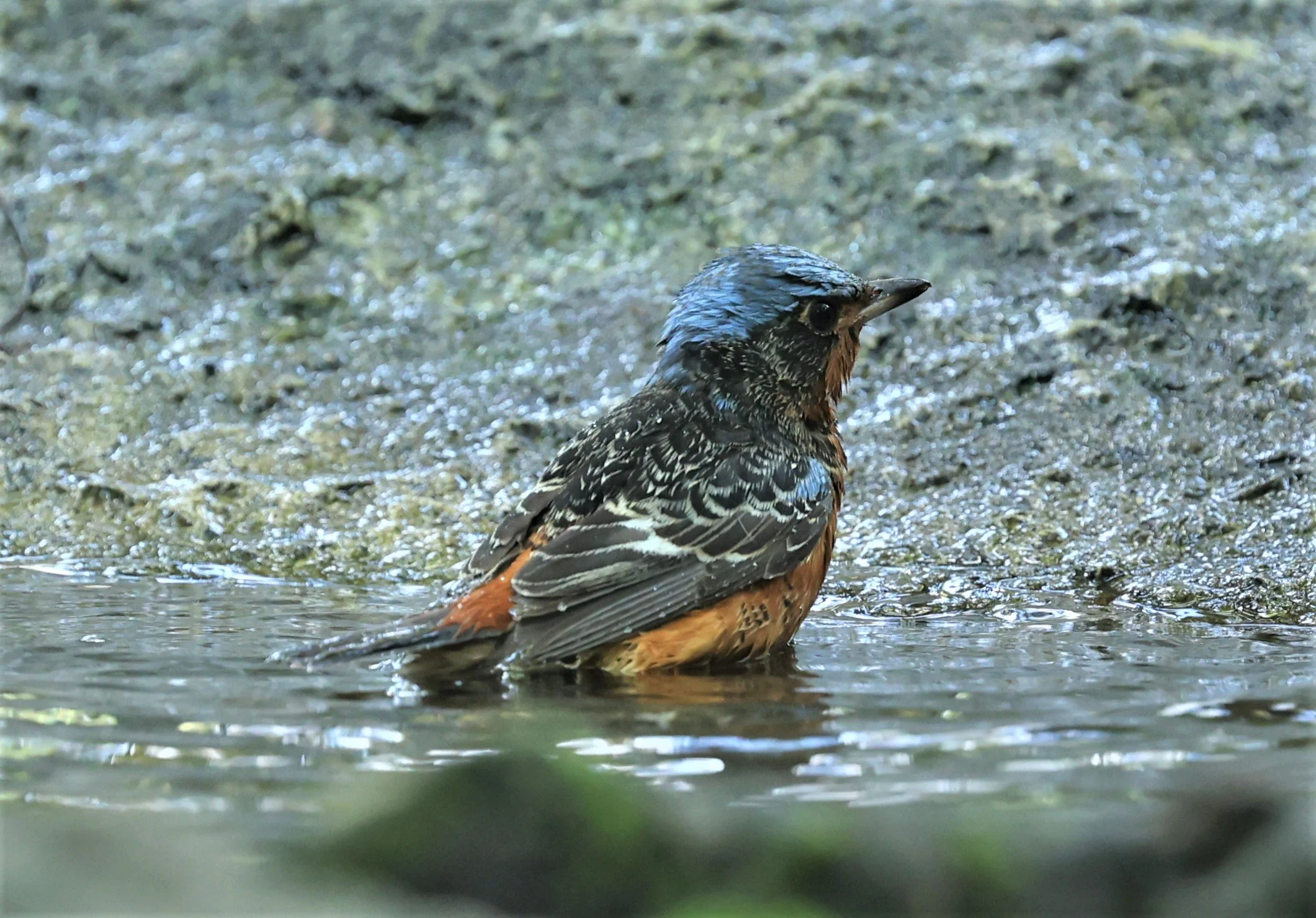 ROCK-THRUSH - WHITE-THROATED ROCK-THRUSH - Monticola gularis - WAT THAM PRATHUM CHONBURI March 2022 (73).jpg