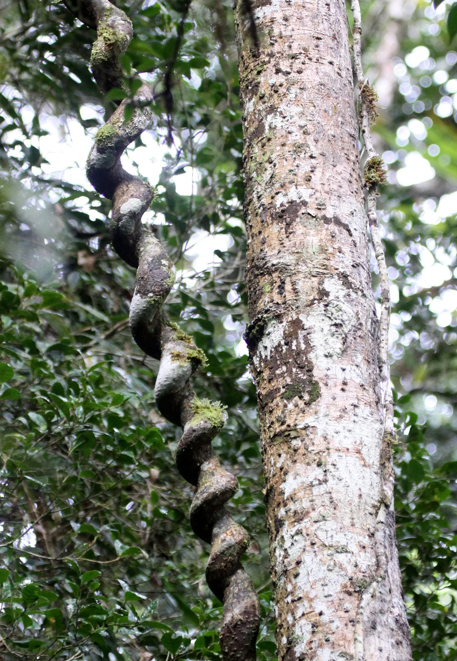 PLANT - LIANA SPECIES - ANDISABE NATIONAL PARK MADAGASCAR (2).JPG