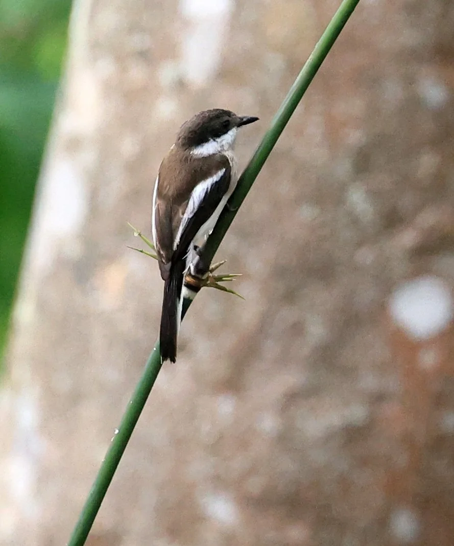Bar-winged Flycatcher-shrike (Hemipus picatus) Khao Yai National Park Feb 2026 Day 2 (16).jpg