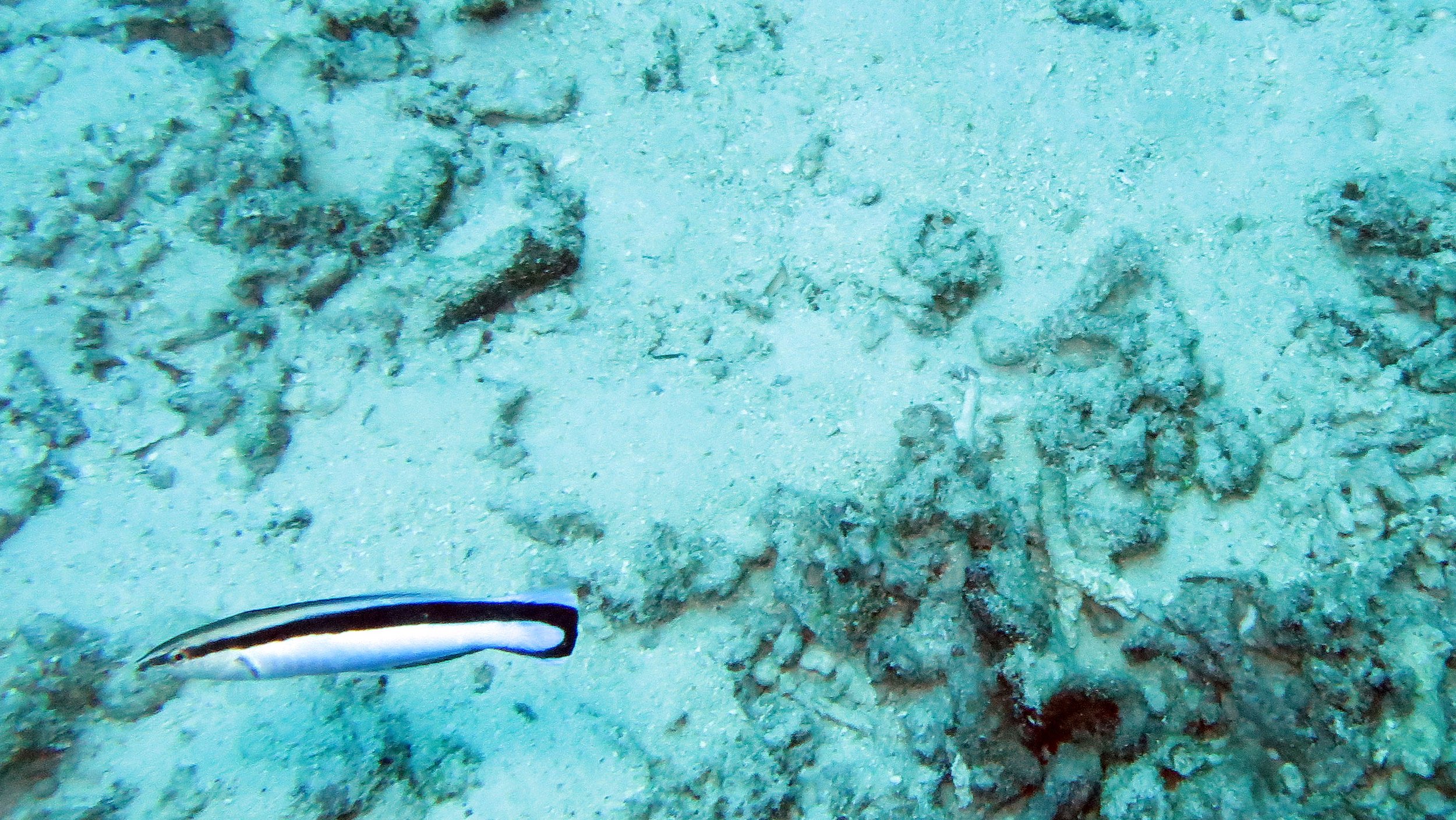 Labridae - Bluestreak cleaner wrasse - Labroides dimidiatus - Similans Thailand.JPG