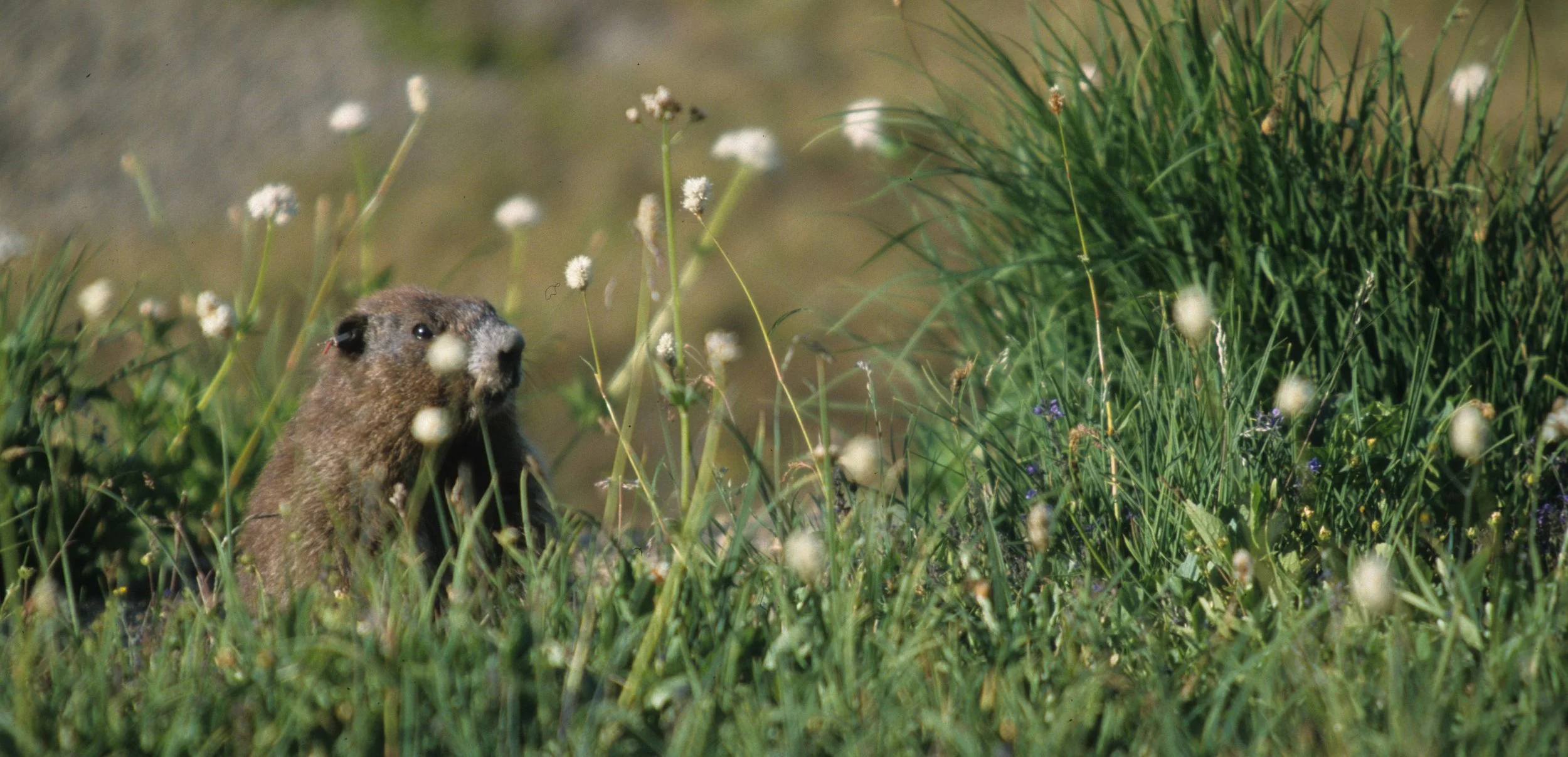 RODENTIA - MARMOT - OLYMPIC - MARMOTA OLYMPICA A.jpg