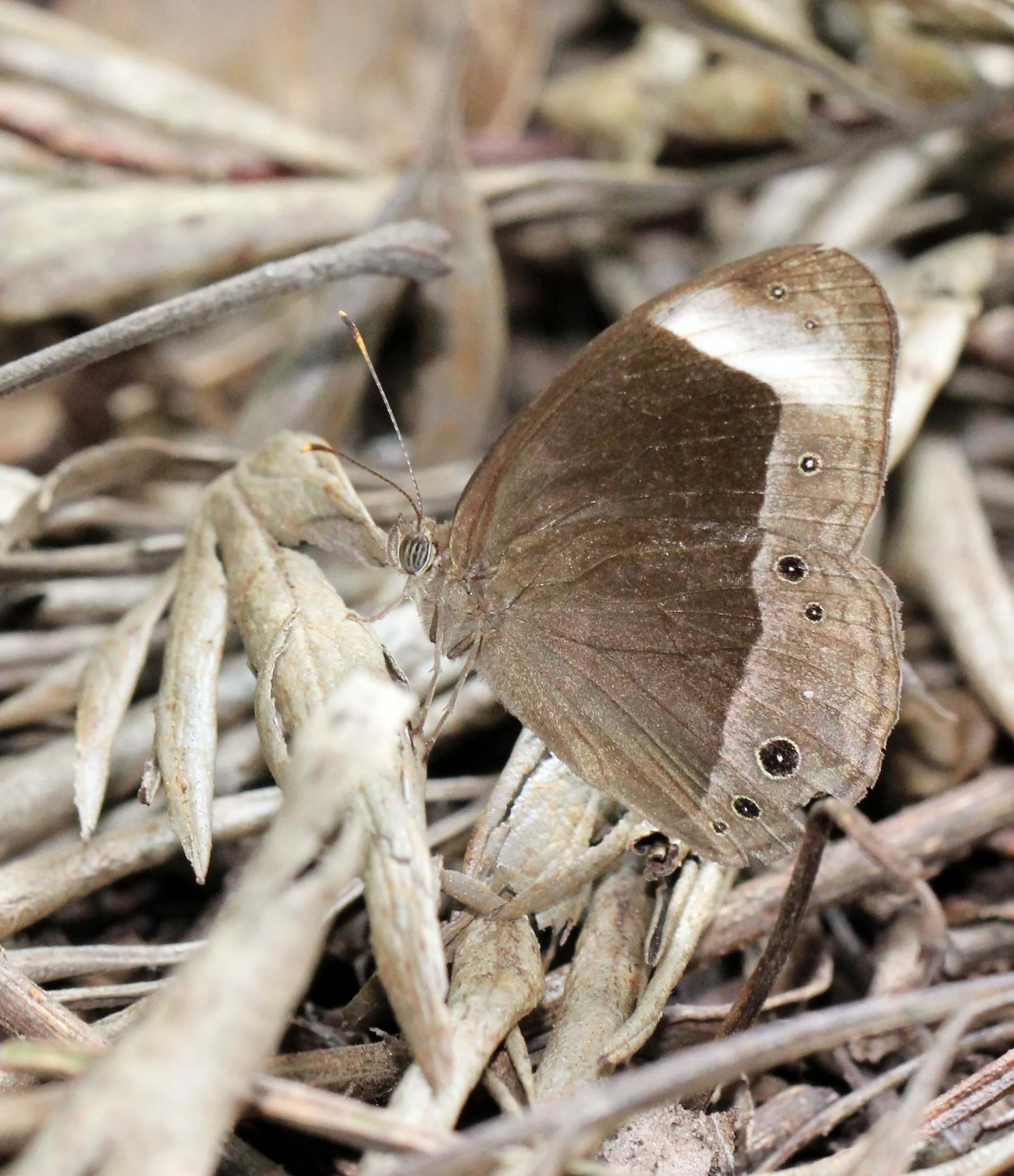 Satyridae - Lethe confusa - Valparai, Tamil Nadu, India
