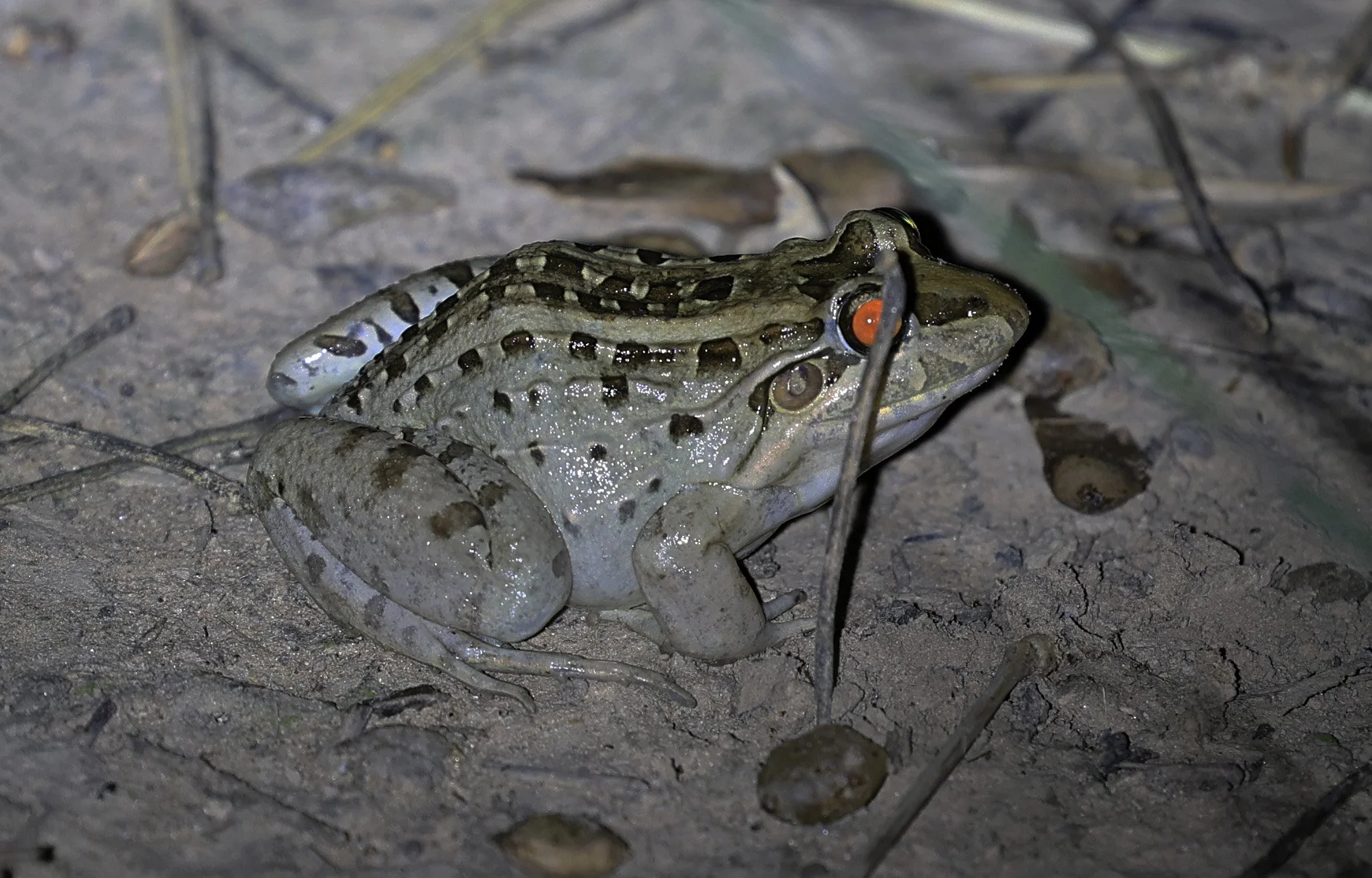 Miranda's White-lipped Frog (Leptodactylus macrosternum) Fortin Toledo Paraguay (2).jpg
