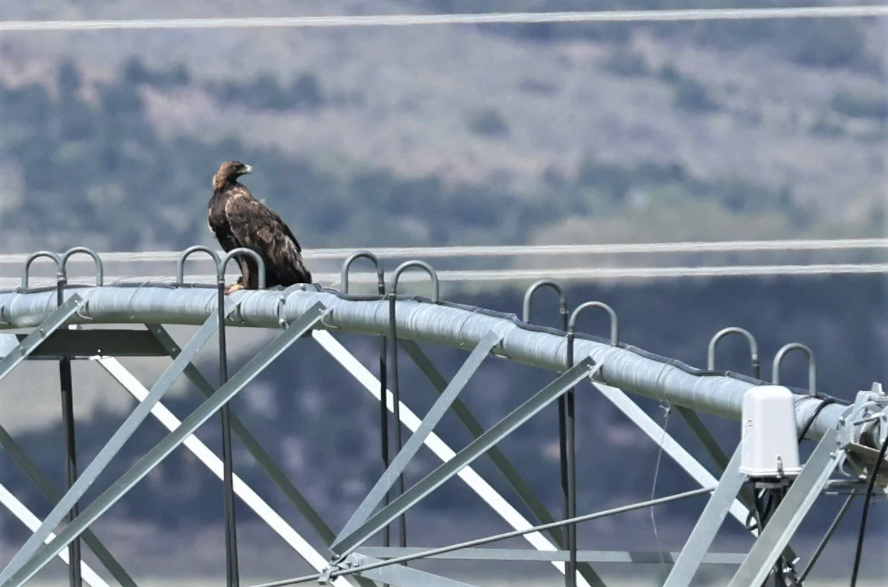 Aquila chrysaetos - GOLDEN EAGLE - CENTRAL UTAH 2022 (1).jpg