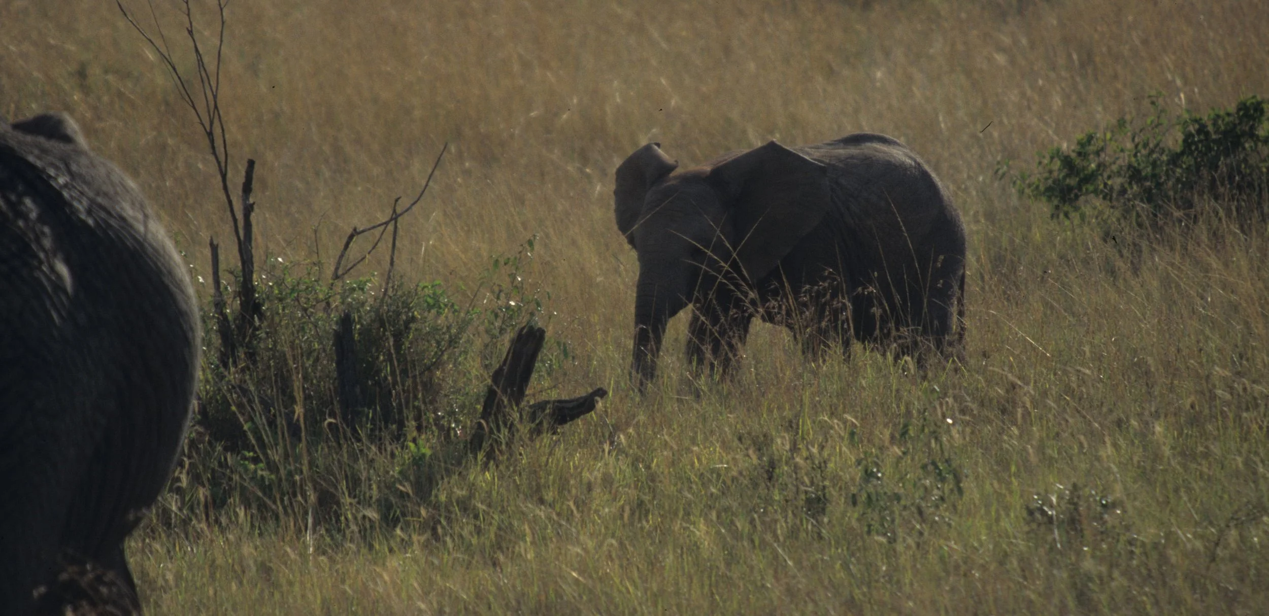 ELEPHANT - SERENGETI 42.jpg