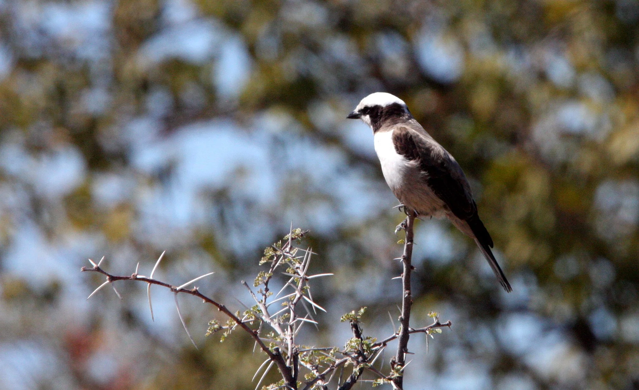 Southern White-crowned Shrike (Eurocephalus anguitimens) Etosha NP Namibia (5).JPG
