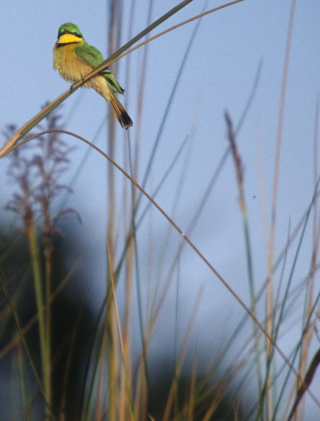 BIRDS - LITTLE BEE EATER - OKAVANGO A.jpg