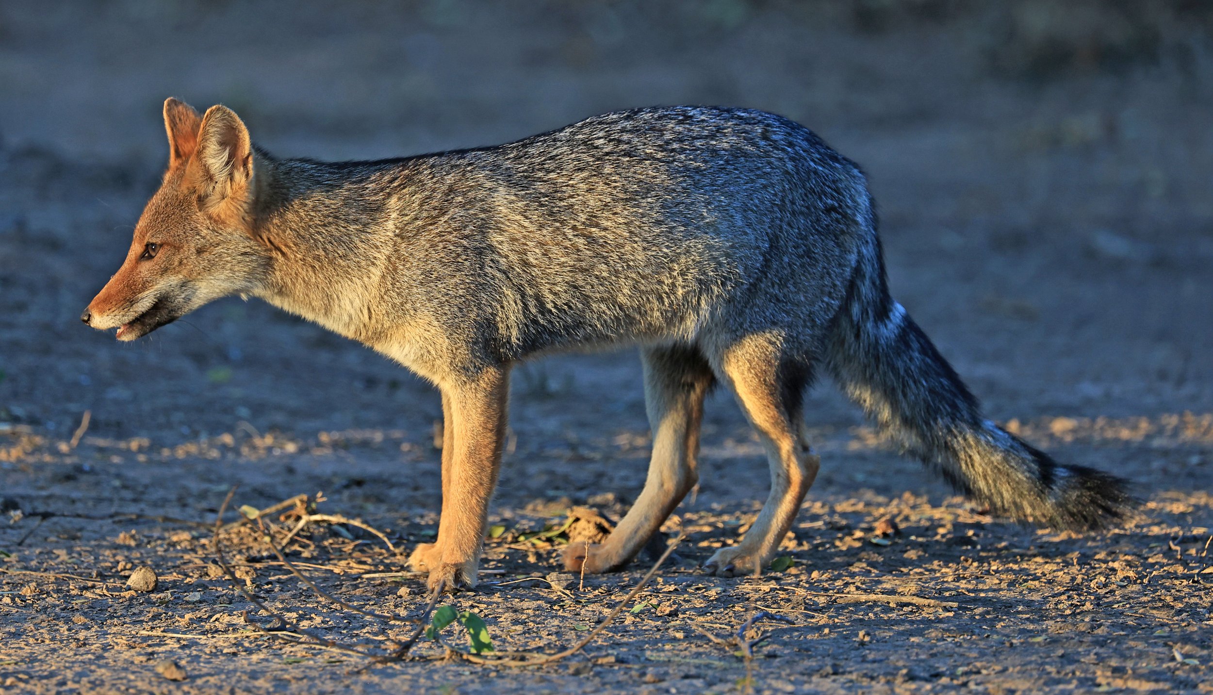 Pampas Fox (Lycalopex gymnocerca) Reserva Natural Canada el Carmen, Paraguay  (13).jpg