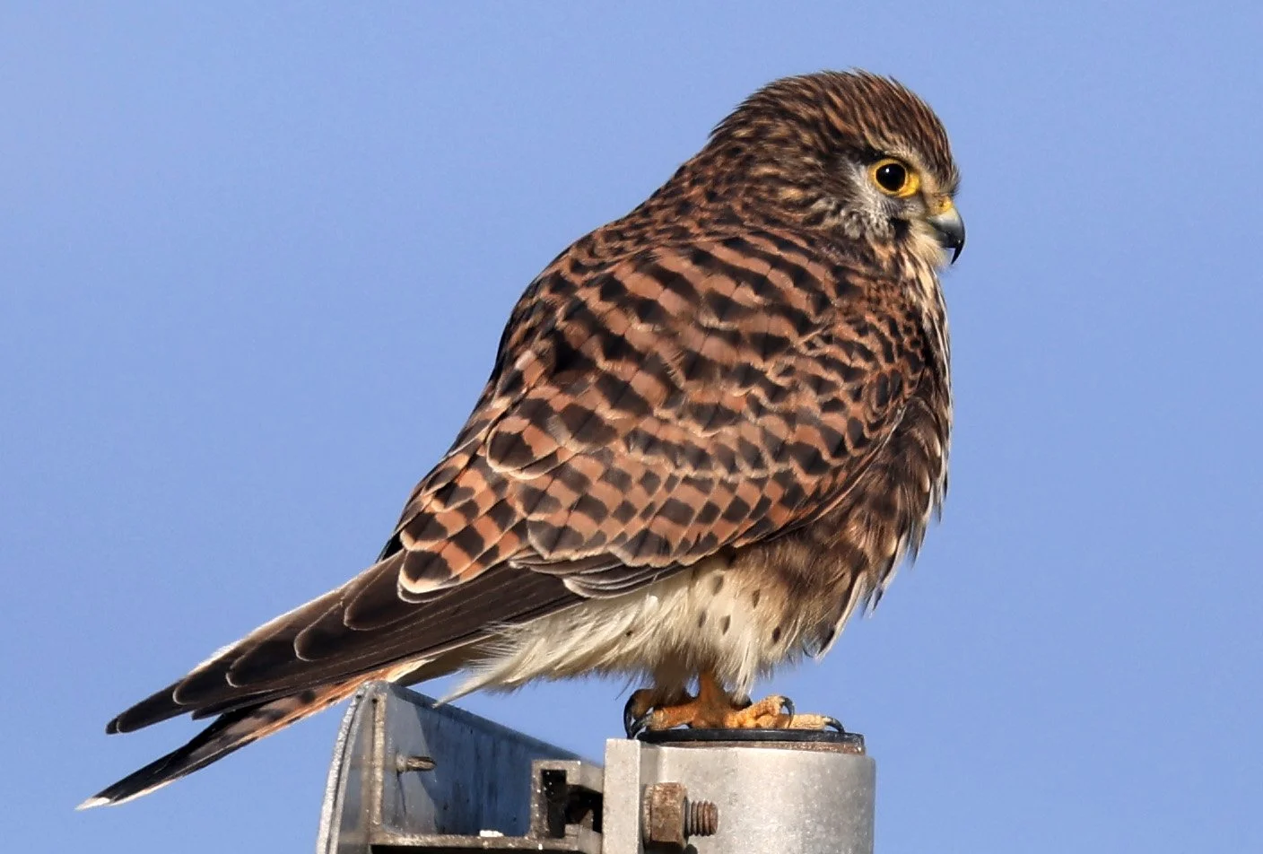 Eurasian or Common Kestrel (Falco tinnunculus) Izumi Crane Center and Fields Izumi Kagoshima Japan (6).jpg