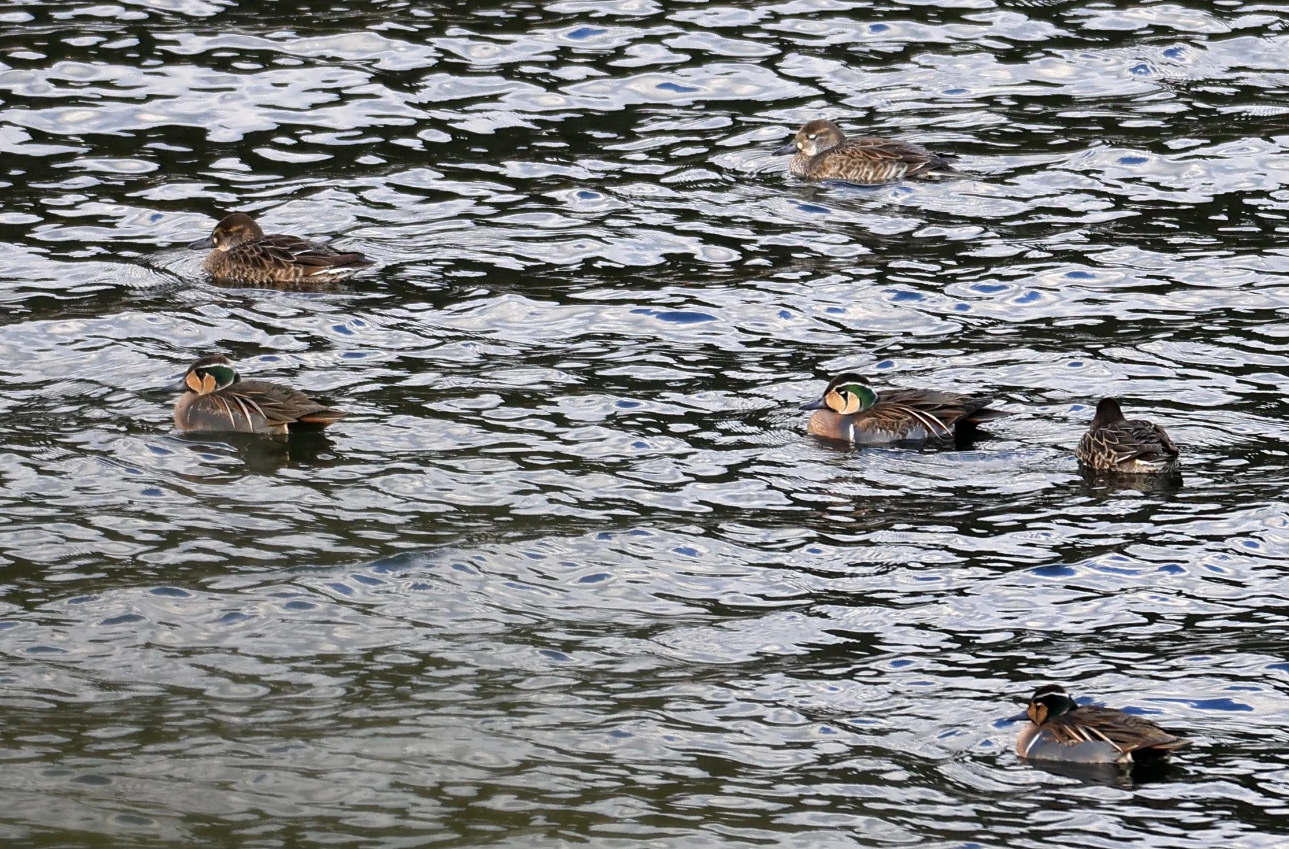 Baikal teal (Sibirionetta formosa) Takagawa Dam Lake, Kagoshima Japan (23).jpg