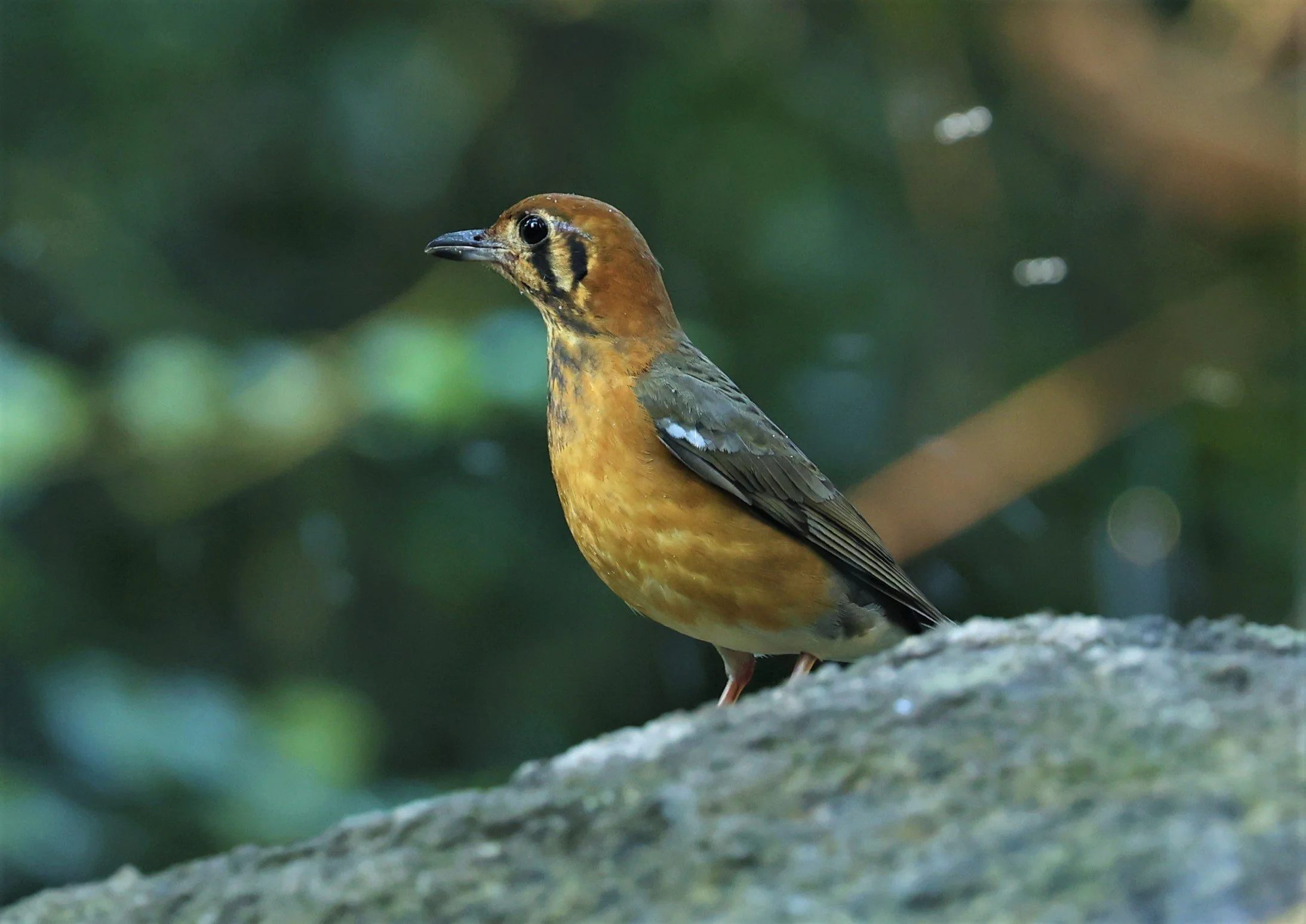 Orange-headed Thrush (Zoothera citrina) Wat Tham Prathum Chonburi Thailand (16).jpg