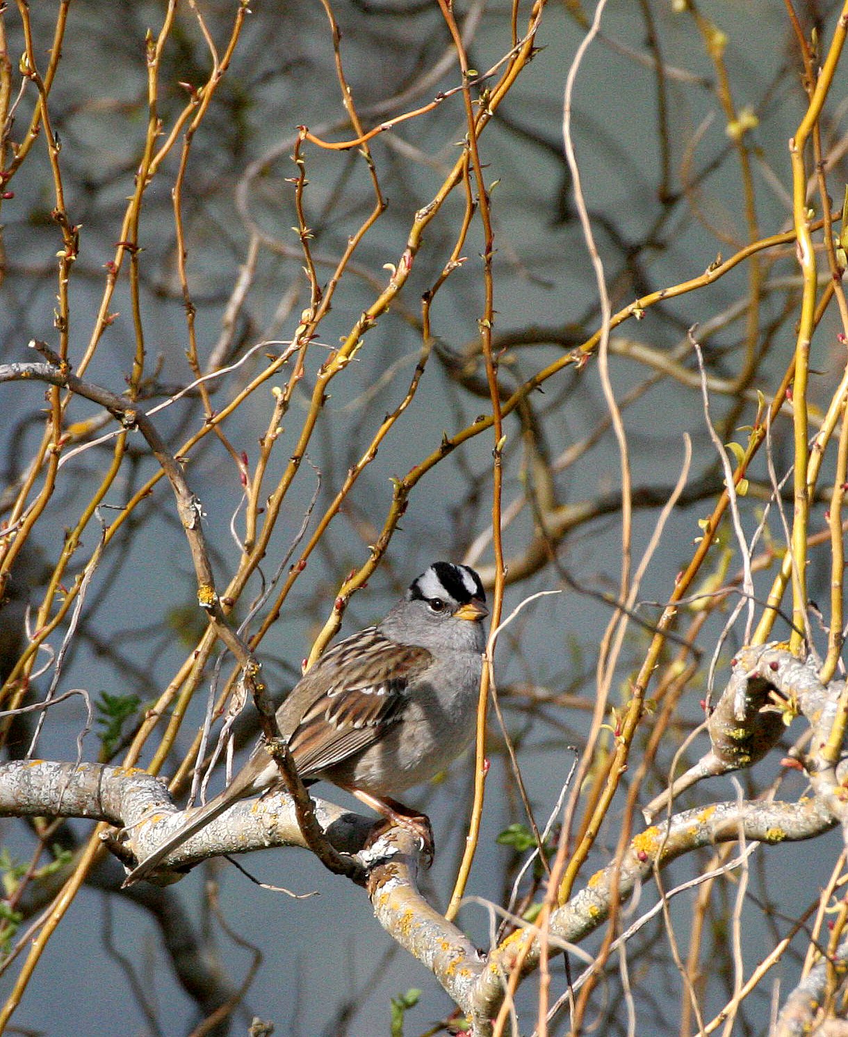 White-crowned Sparrow (Zonotrichia leucophrys) Lake Farm Woods Olympic Peninsula Washington (24).JPG
