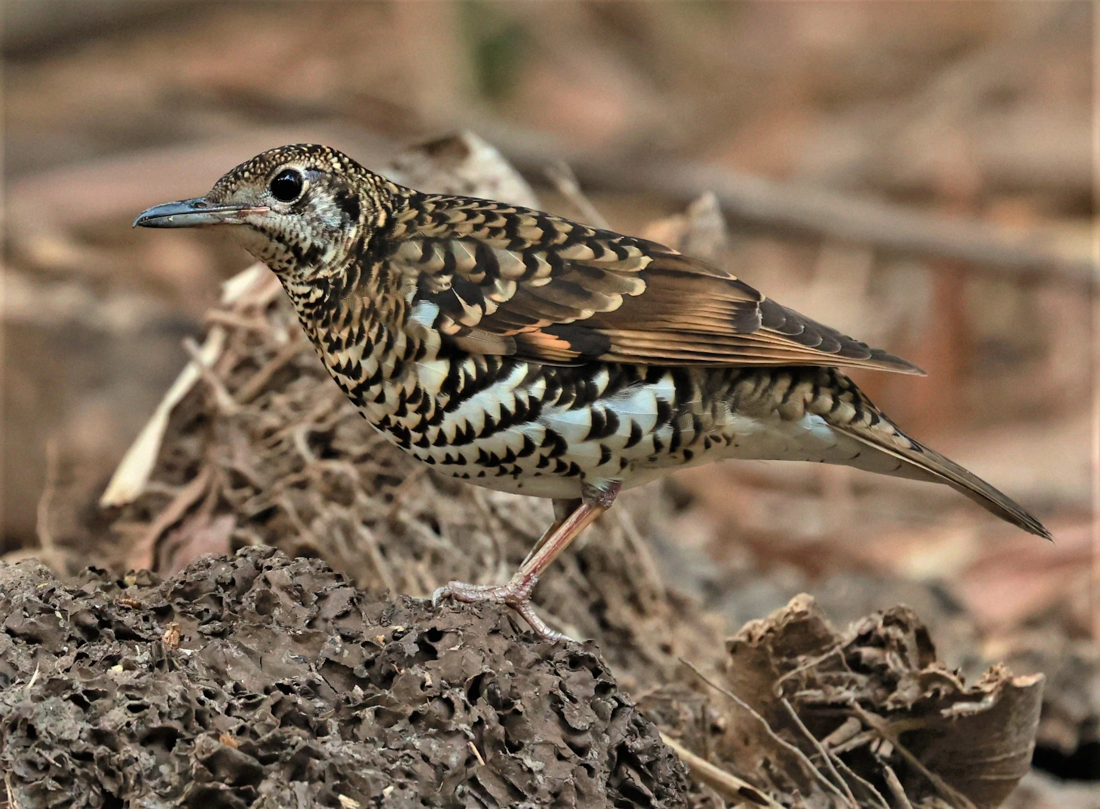 White's Thrush (Zoothera aurea) Putthamonthon Park Nakhon Pathom Thailand (122).jpg