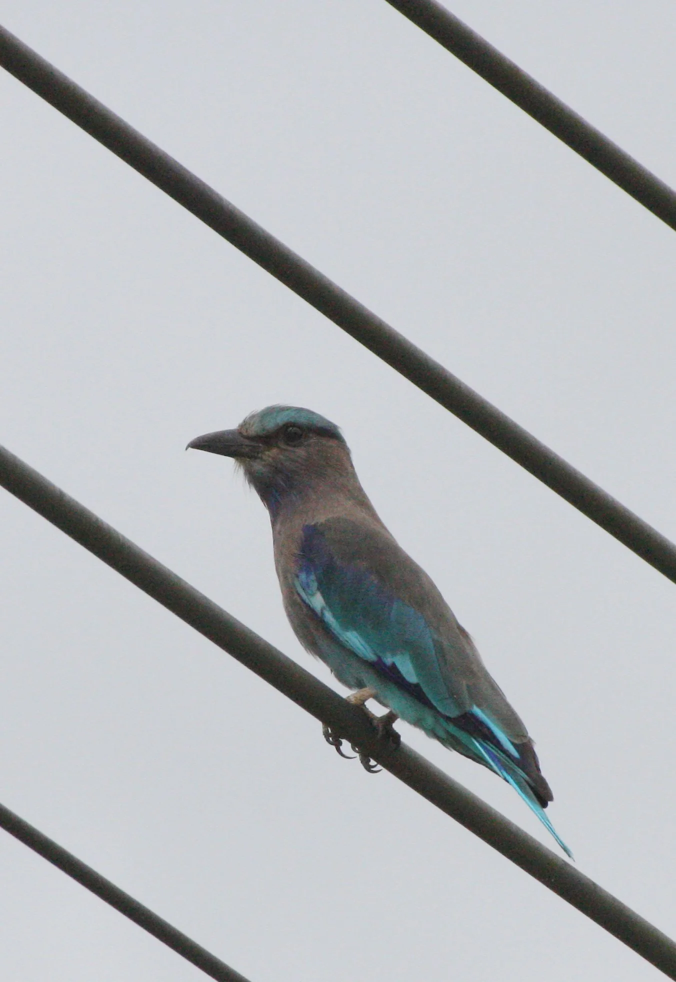 Indochinese Roller (Coracias affinis) Nakhonsithammarat Thailand (1).JPG