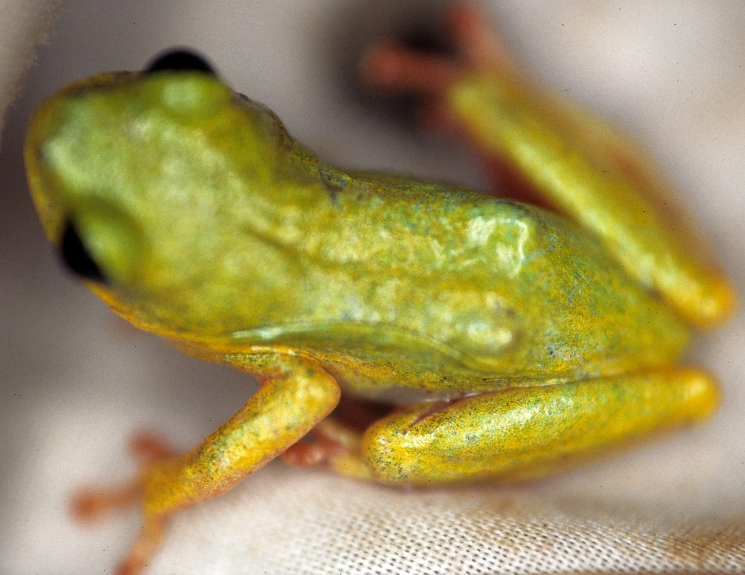 AMPHIBIAN - FROG - UGANDA (6).jpg