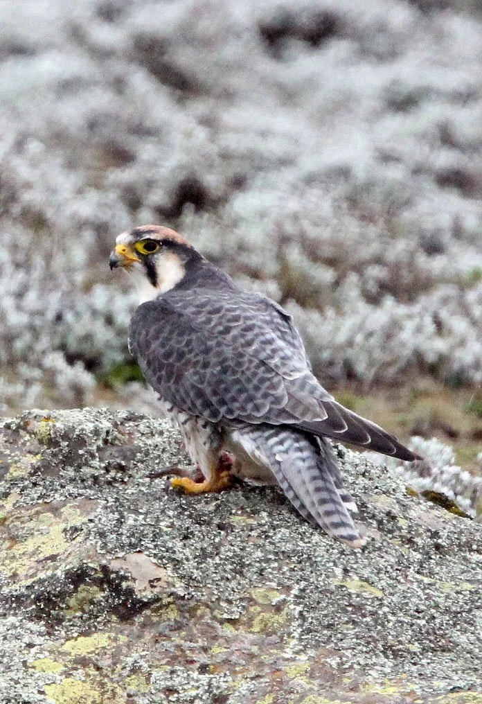 Falco biarmicus - LANNER FALCON - BALE MOUNTAINS NATIONAL PARK ETHIOPIA (43).JPG