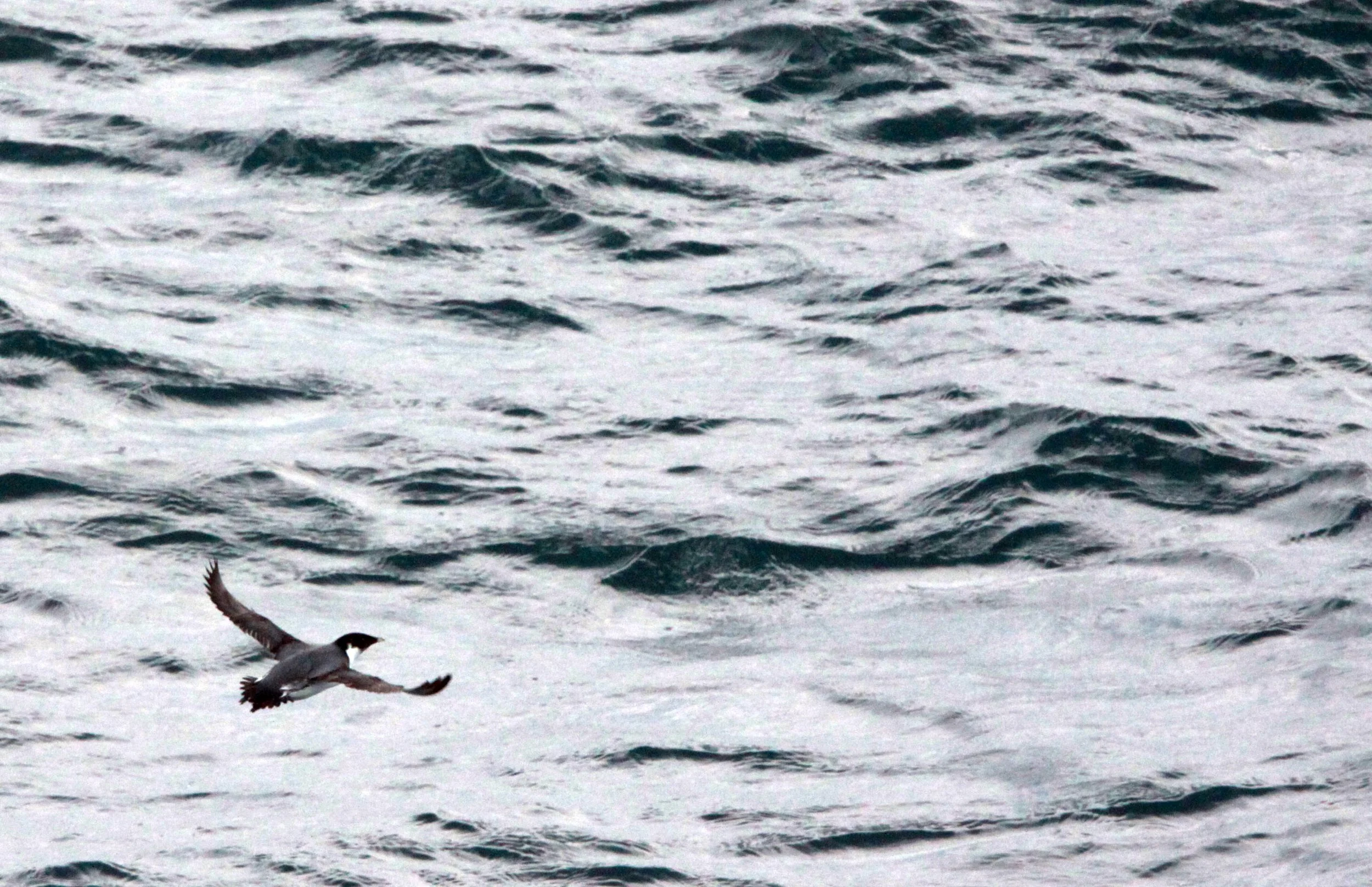 Synthliboramphus antiquus - ANCIENT MURRELET - CAPE IRAGO STRAIT JAPAN (14).JPG