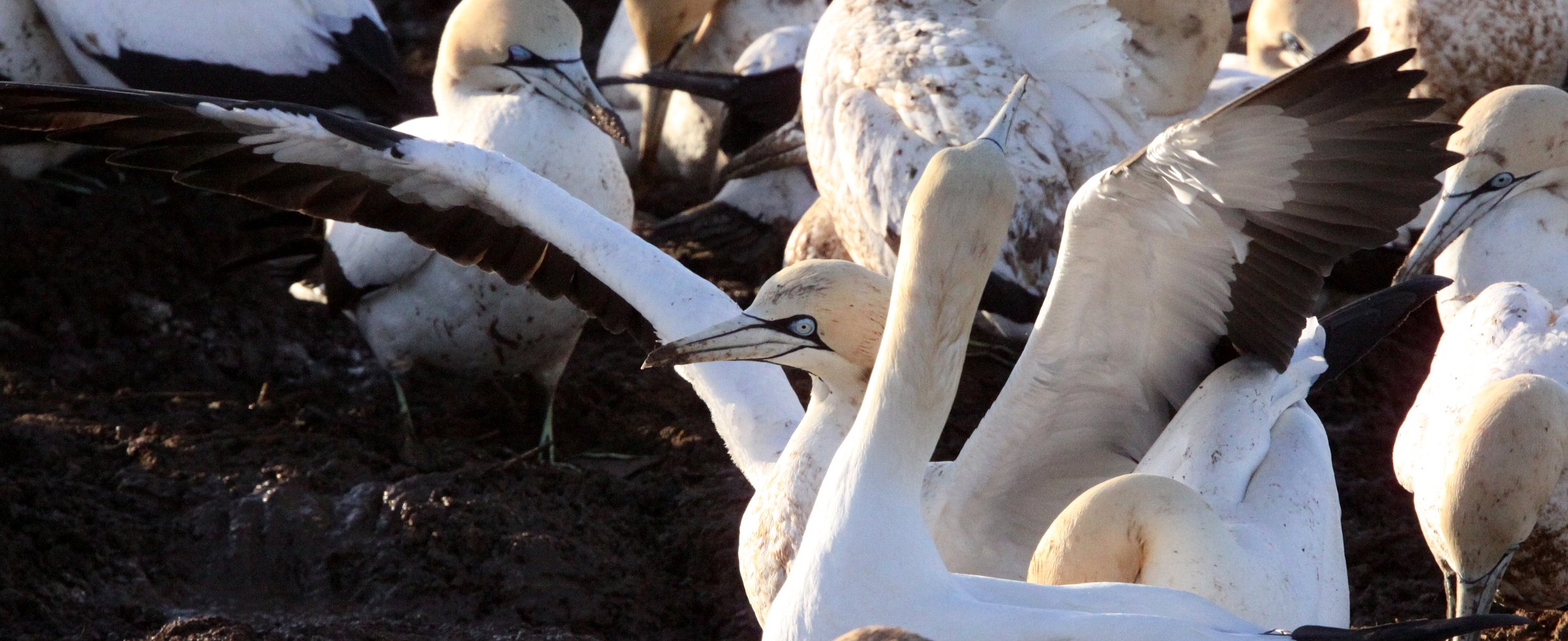 Cape gannet (Morus capensis) Lambert's Bay South Africa (41).JPG