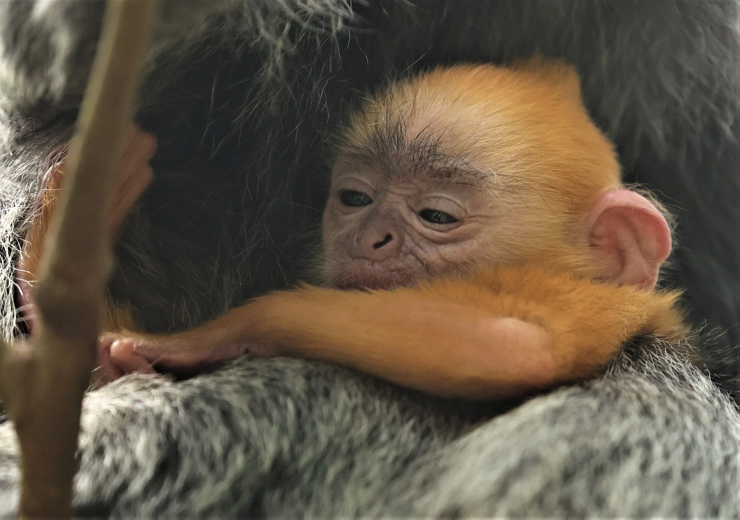 Trachypithecus selangorensis - SELANGOR LANGUR - TAMAN ALAM KUALA SELANGOR MANGROVE WALK (110).jpg