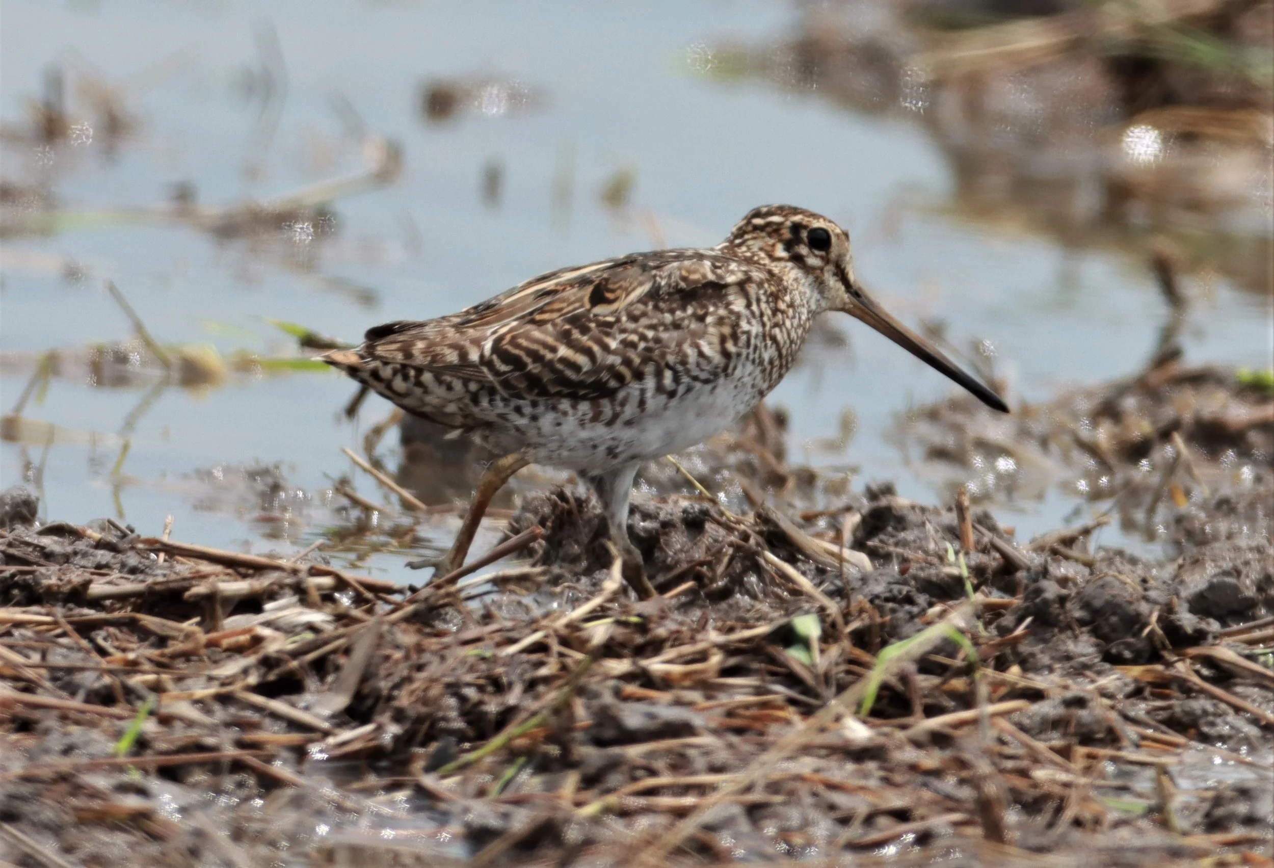 SNIPE - PINTAIL SNIPE - Gallinago stenura - PATHUM THANI RICE RESEARCH CENTER AUG 11 2021 (13).jpg