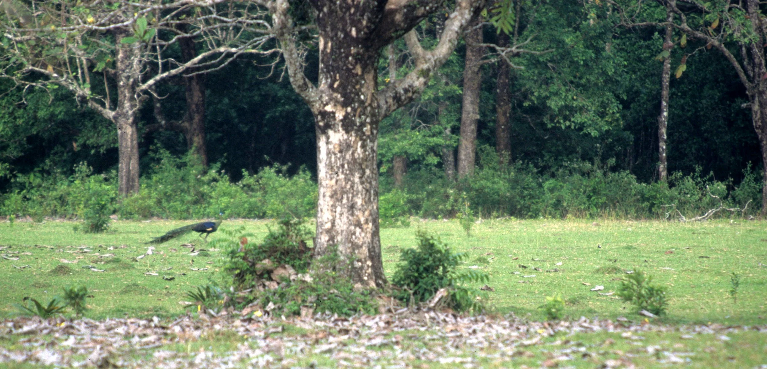 BIRD - PEAFOWL - GREEN PEAFOWL - UJON KULONG NP JAVA.jpg