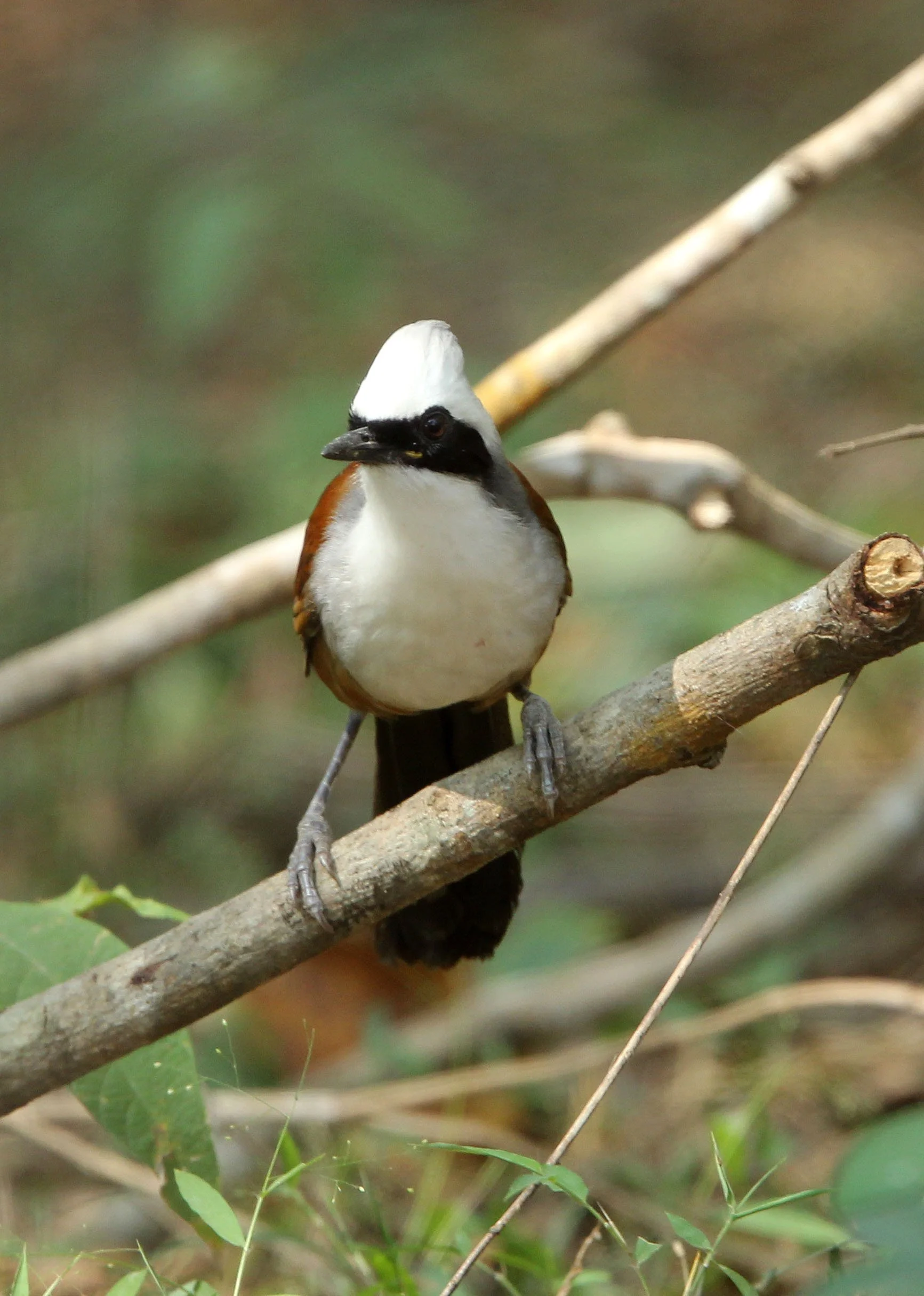 LAUGHINGTHRUSH - WHITE-CRESTED LAUGHINGTHRUSH - Garrulax leucolophus HUAI KHA KHAENG NATURE RESERVE HEADQUARTERS CAMPGROUND (5).JPG