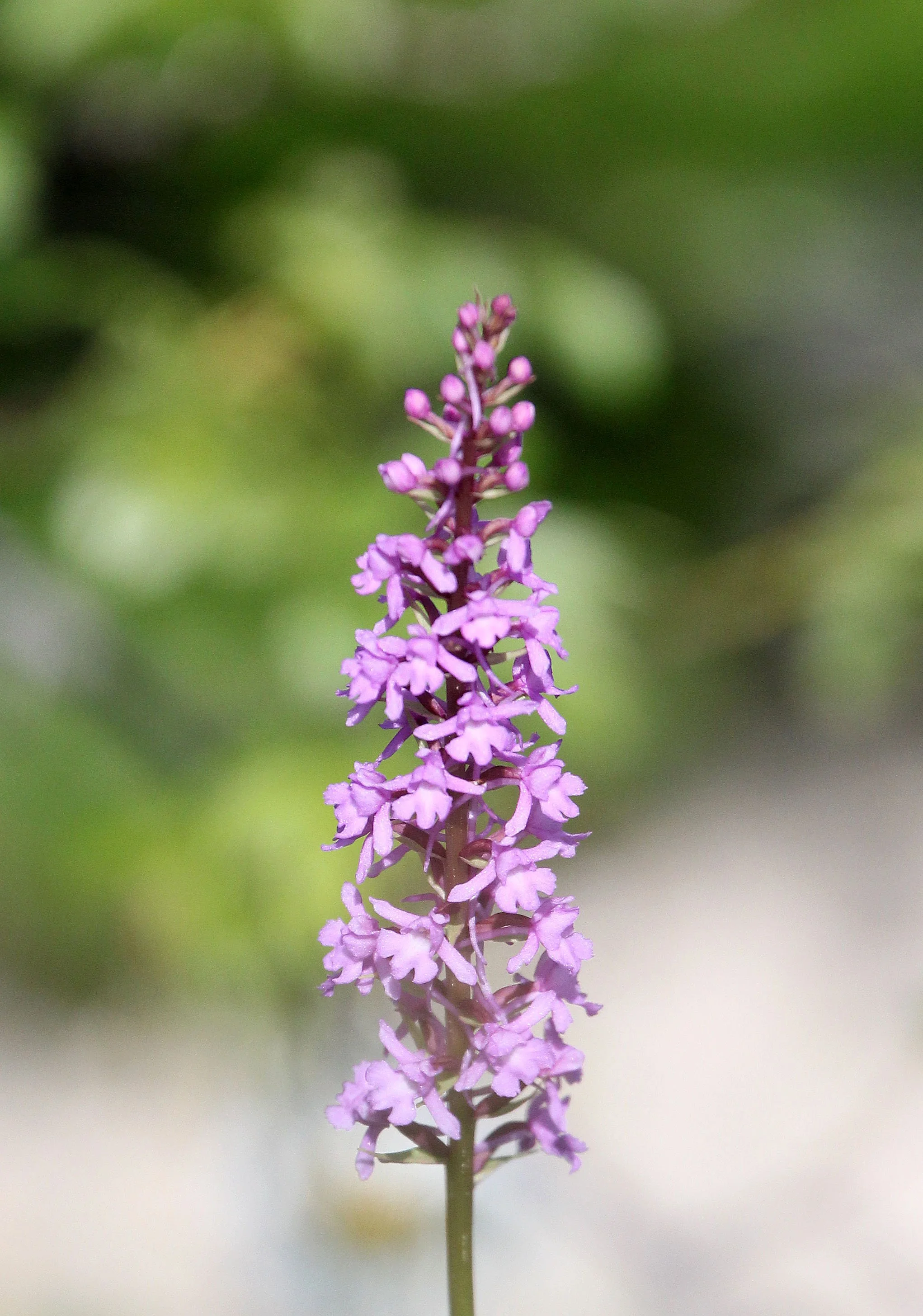 VERCORS NATIONAL PARK FRANCE (19).JPG