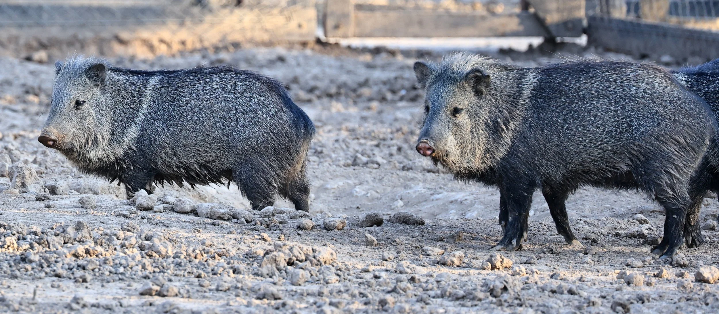 Collared Peccary (Pecari tajacu) Chacoan Peccary Conservation Ctr Fortin Toledo (3).jpg