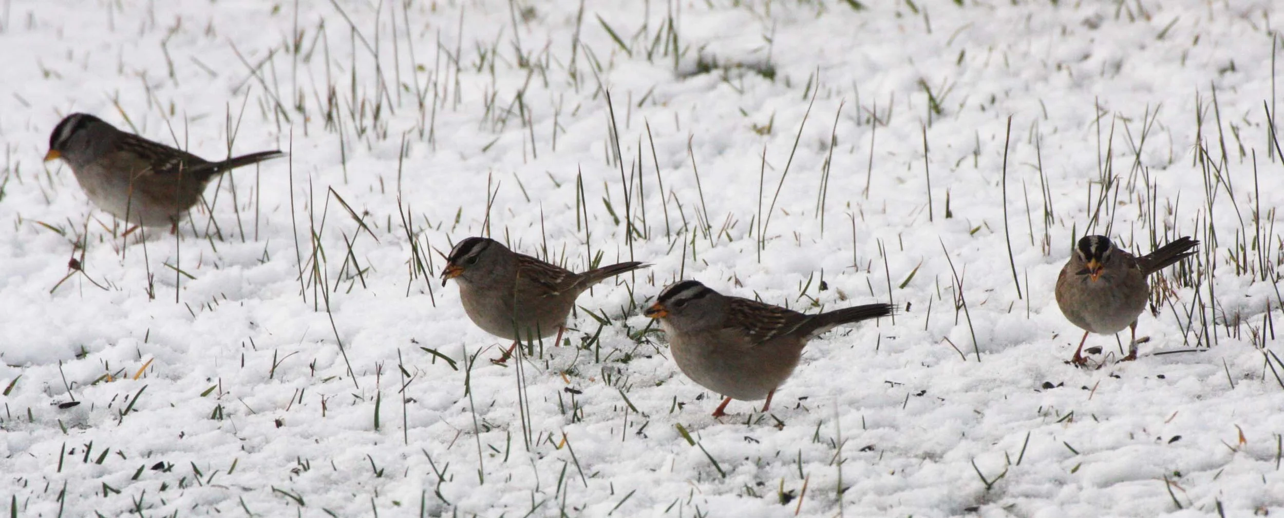 White-crowned Sparrow (Zonotrichia leucophrys) Sequim Prairie Olympic Peninsula (4).JPG
