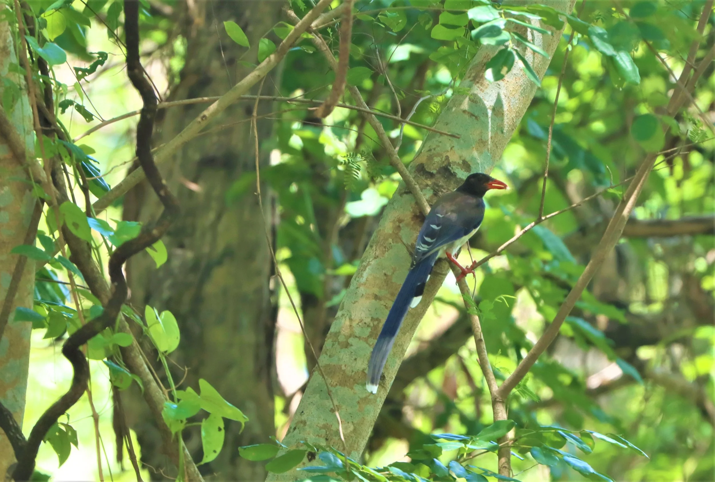 MAGPIE - BLUE MAGPIE - Urocissa erythrorhyncha - PHANOMRUNG PRASAT RUINS BURIRAM (13).jpg