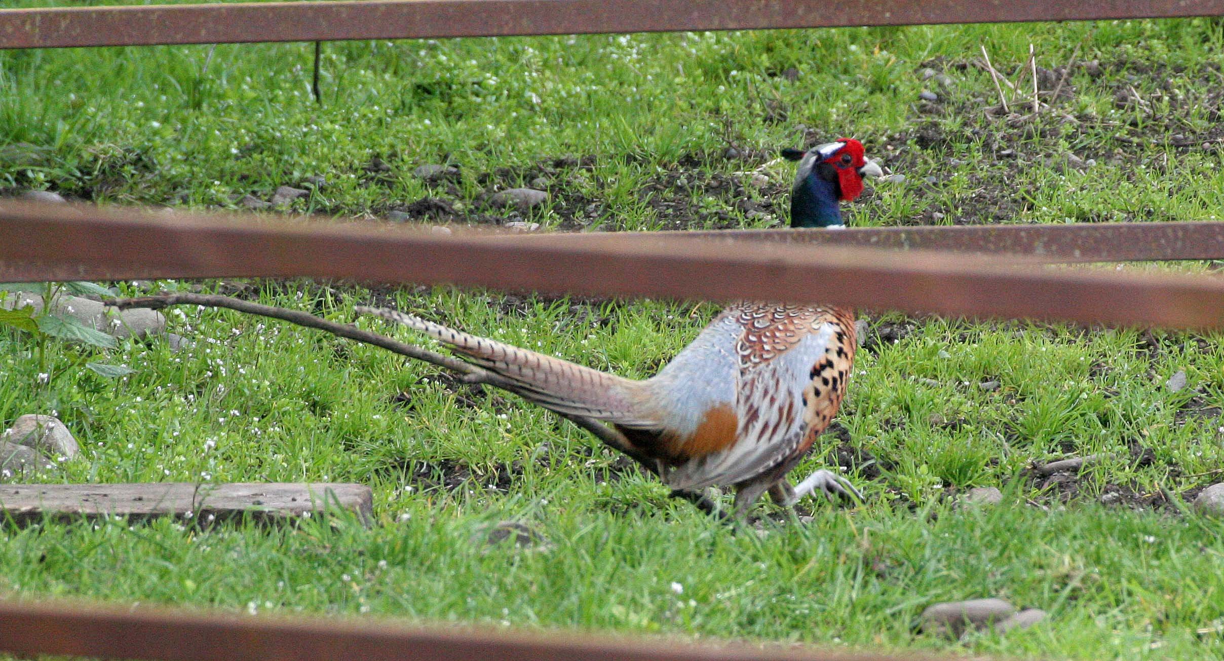 BIRD - PHEASANT - RING-NECKED PHEASANT - CARLSBORD WA.jpg