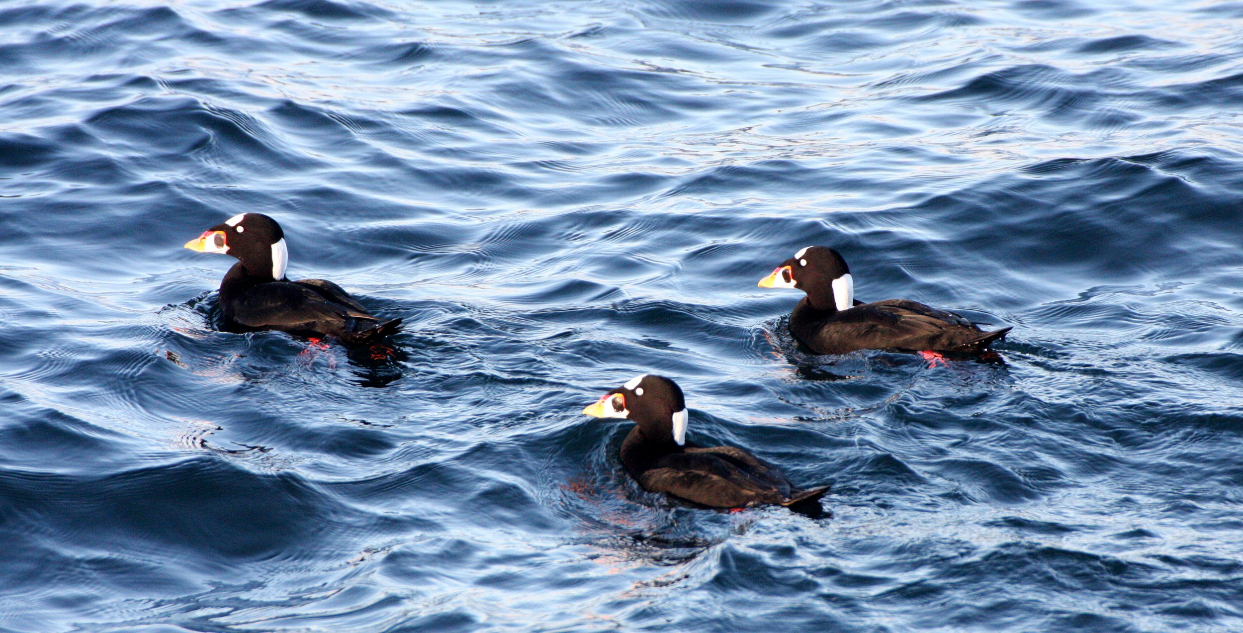 SCOTER - SURF SCOTER - Melanitta perspicillata - PORT ANGELES HARBOR WA (39).JPG