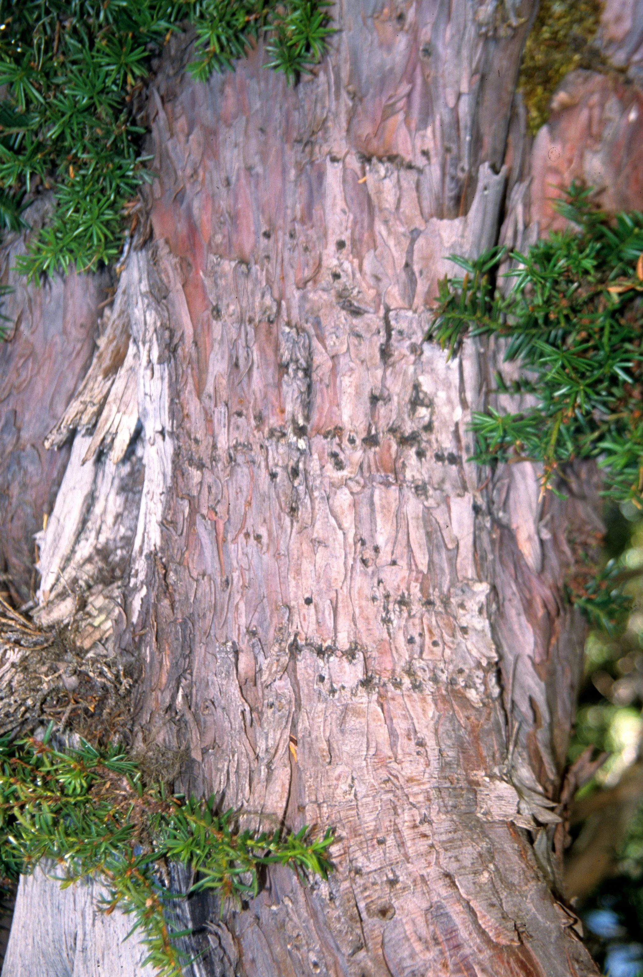 BIRD - WOODPECKER - SAPSUCKER HOLES IN PACIFIC YEW ON RIDGE ROAD - OP.jpg