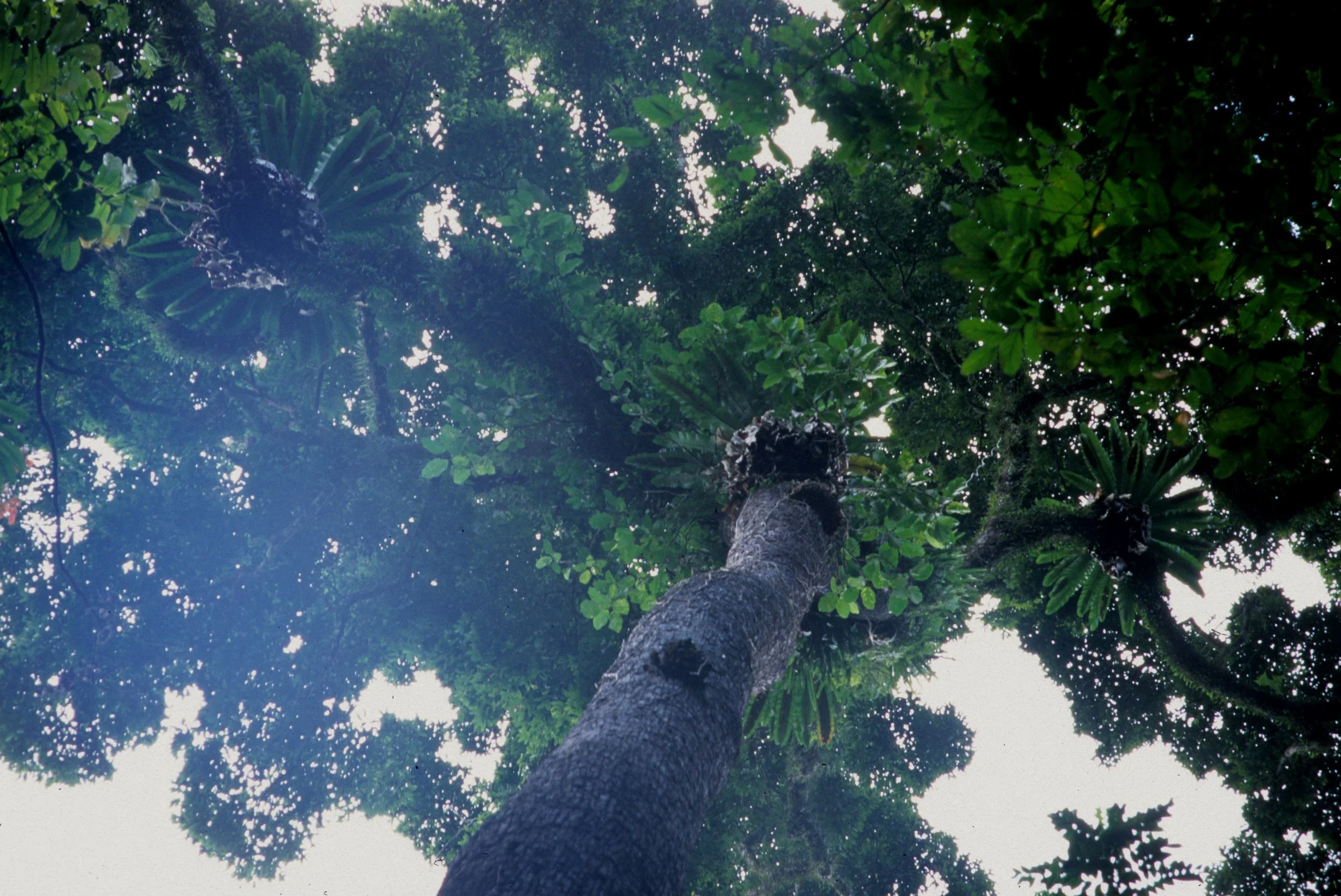 KHAO LUANG NATIONAL PARK - FOREST GIANT WITH EPIPHYTES.jpg
