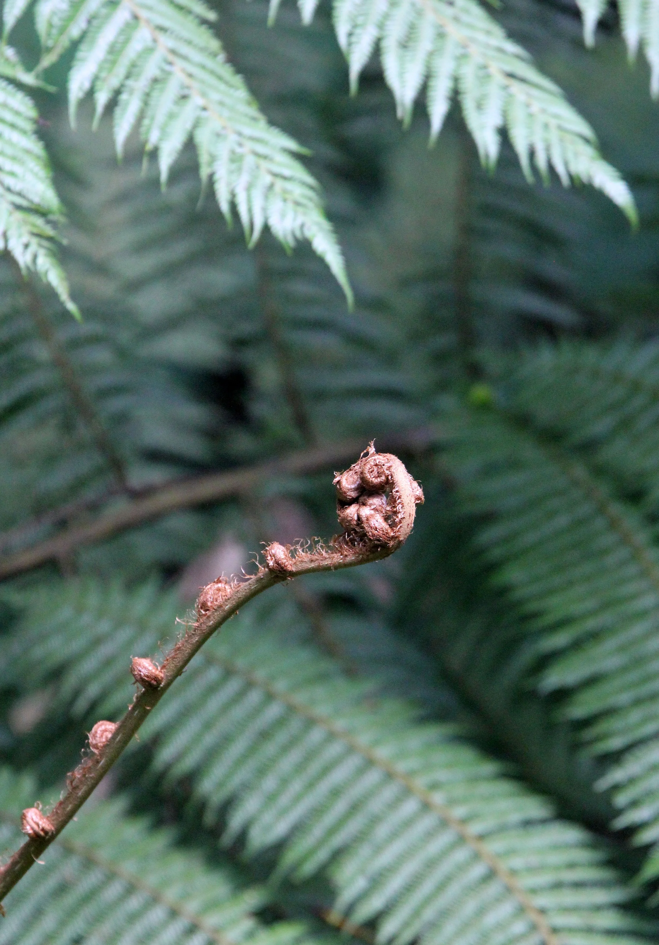 NYUNGWE NATIONAL PARK RWANDA (170).JPG