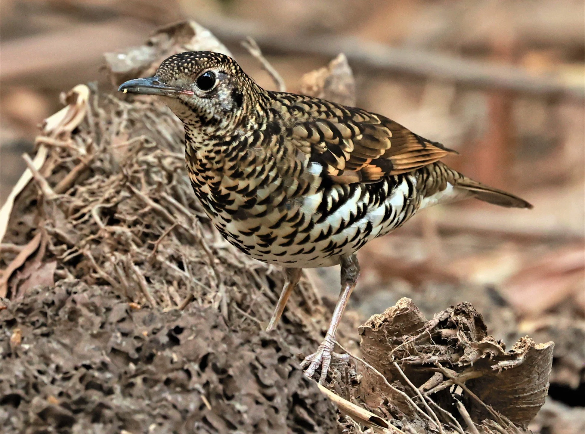 White's Thrush (Zoothera aurea) Putthamonthon Park Nakhon Pathom Thailand (183).jpg