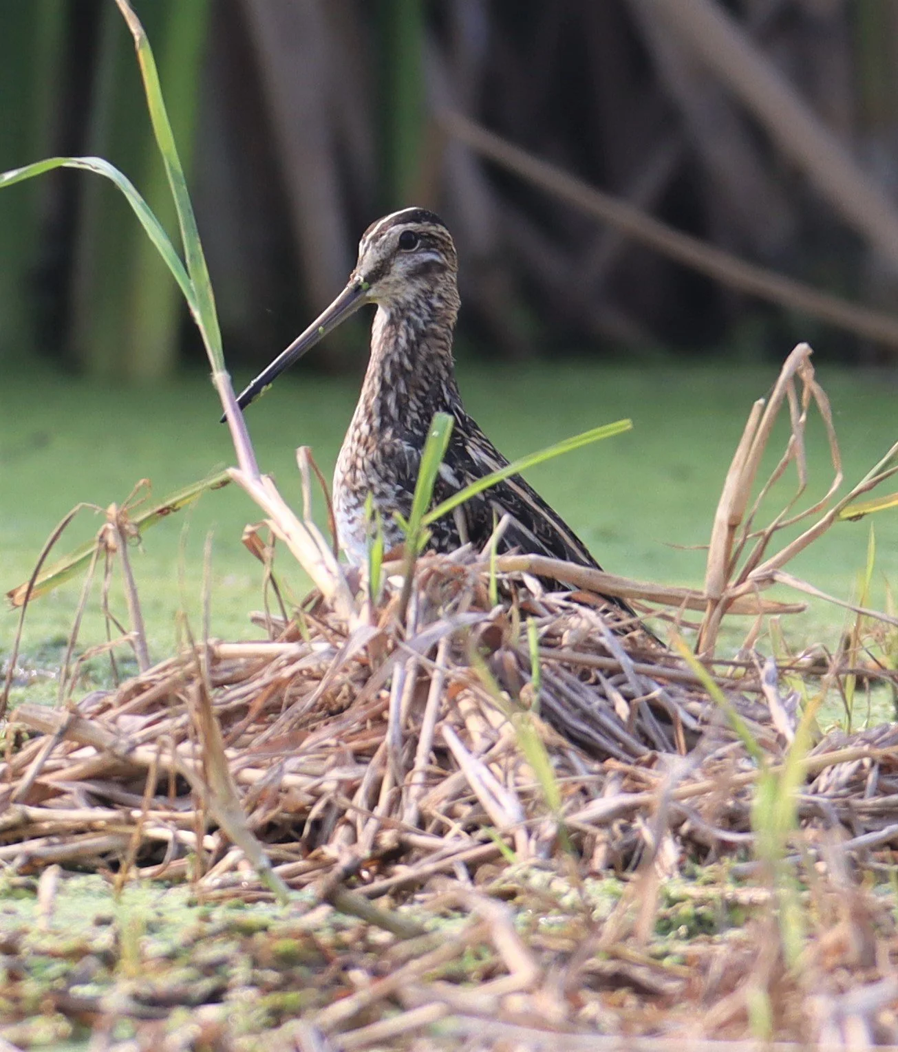 SNIPE - COMMON SNIPE - Gallinago gallinago - LAT KRABANG WETLANDS NEAR BKK (30).jpg