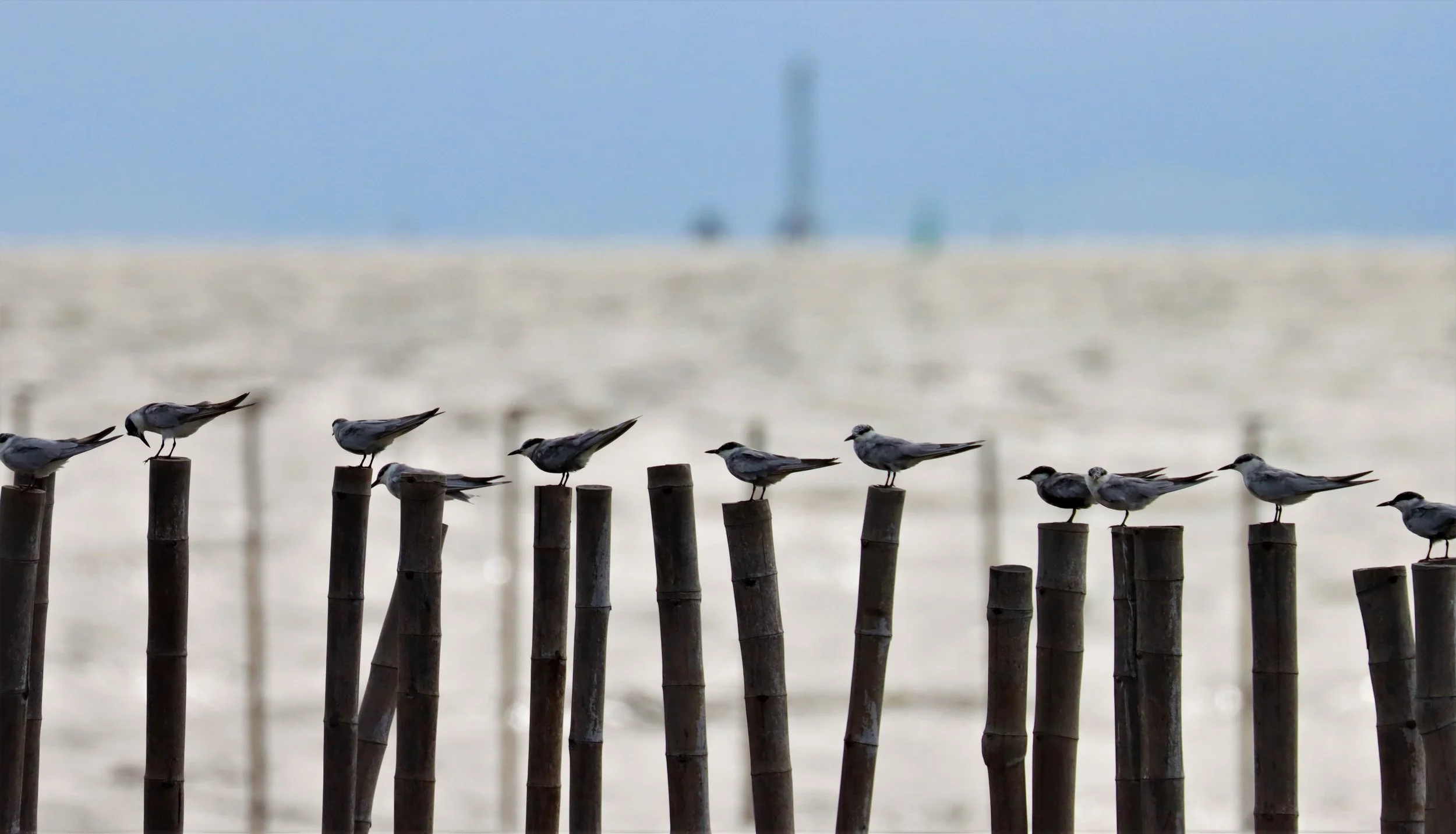 TERN - WHISKERED TERN - Chlidonias hybridus - BANG PU SEPT 22 2021 (4).jpg
