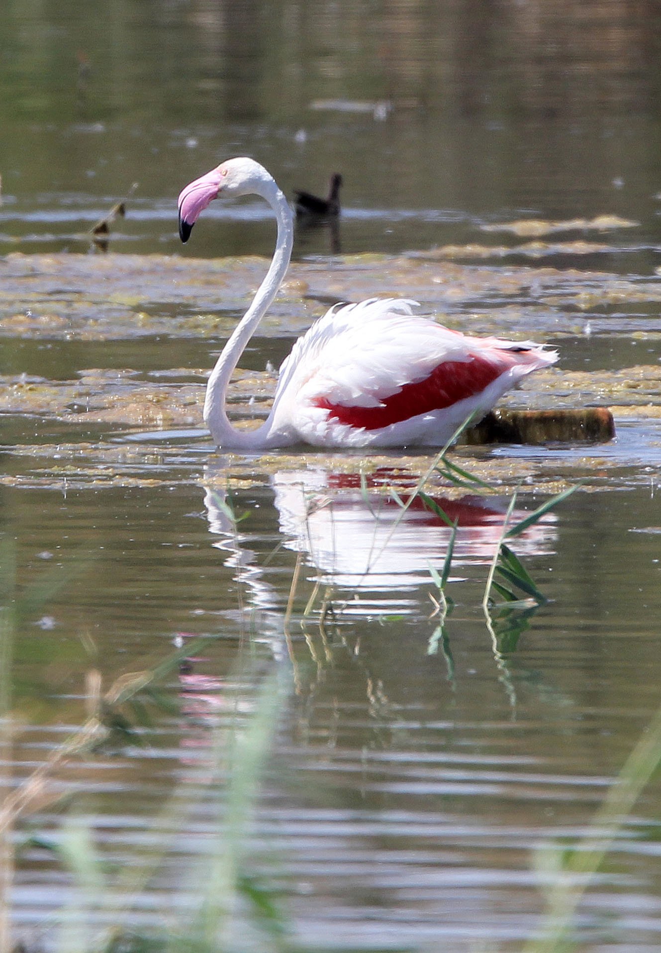 Phoenicopterus roseus - Greater Flamingo - Laguna Dulce Spain (21).JPG