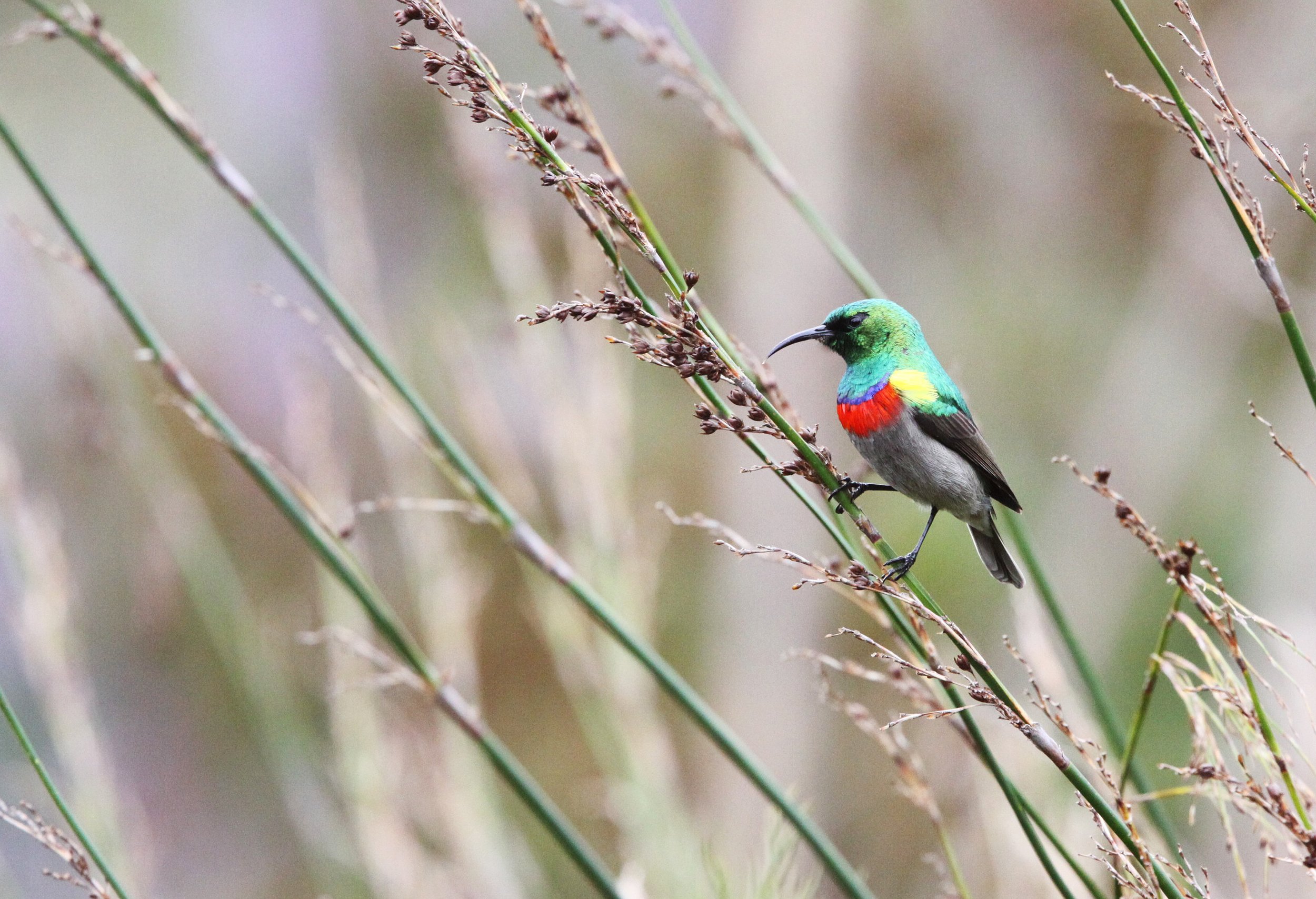BIRD - SUNBIRD - SOUTHERN LESSER DOUBLE-COLLARED SUNBIRD - IN BREEDING PLUMAGE - CAPE TOWN ARBORETUM SOUTH AFRICA (3).JPG